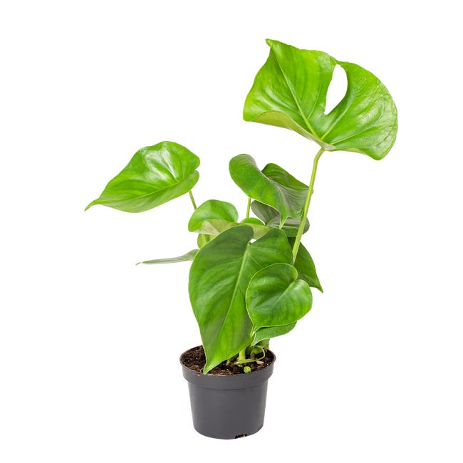 Monstera deliciosa 30 35 cm 45560382