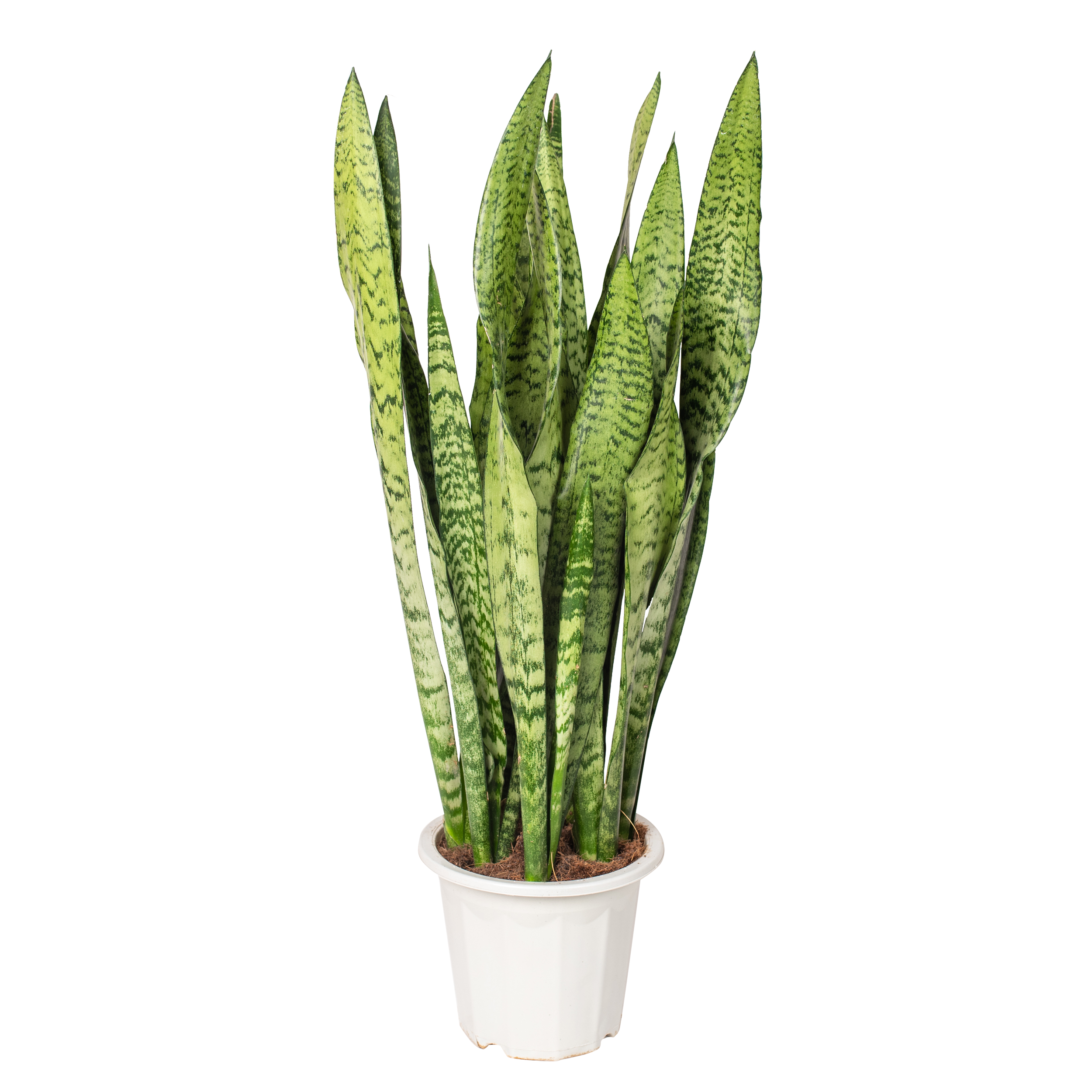 Sansewieria 80-90 cm