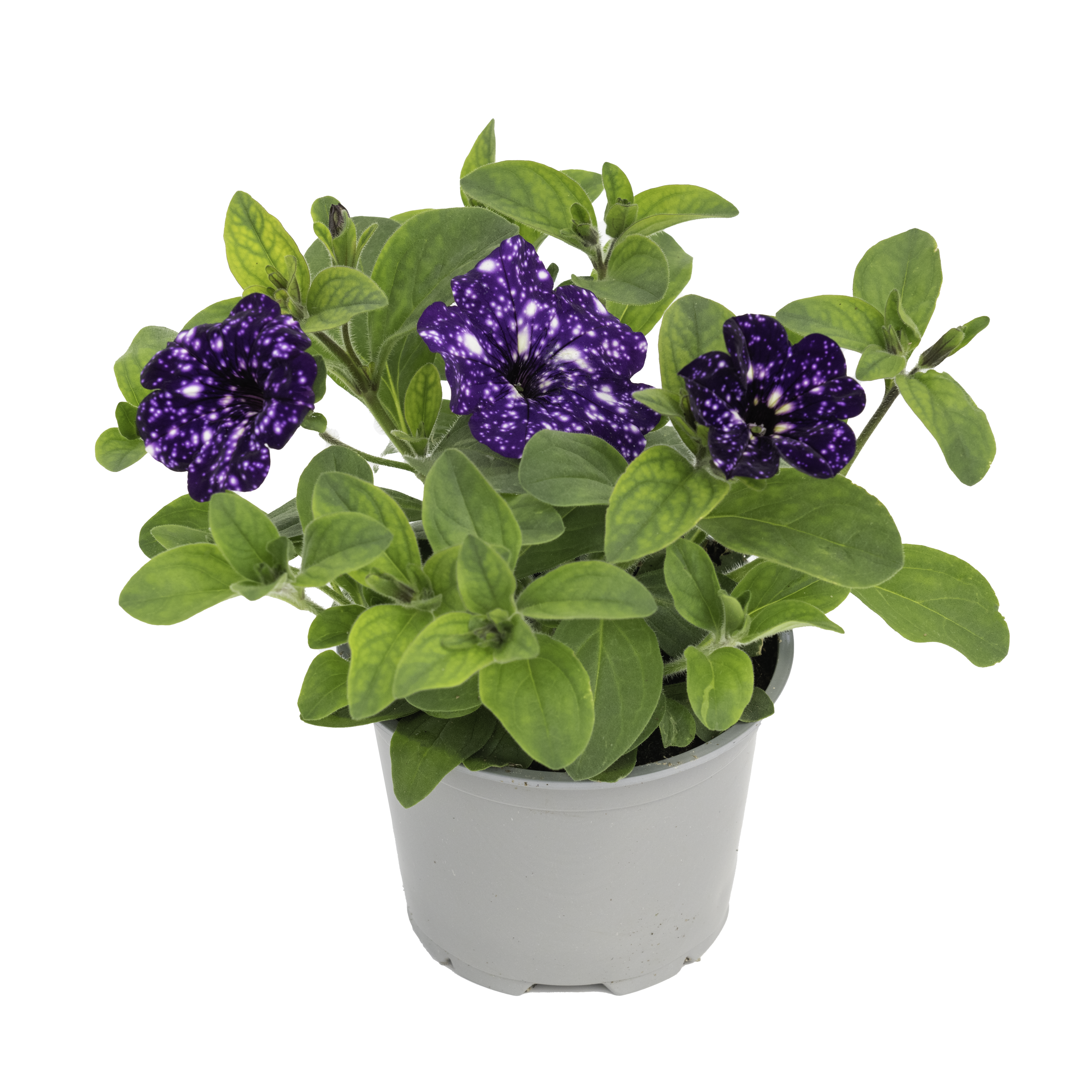 Petunia night sky 30 cm 45703210