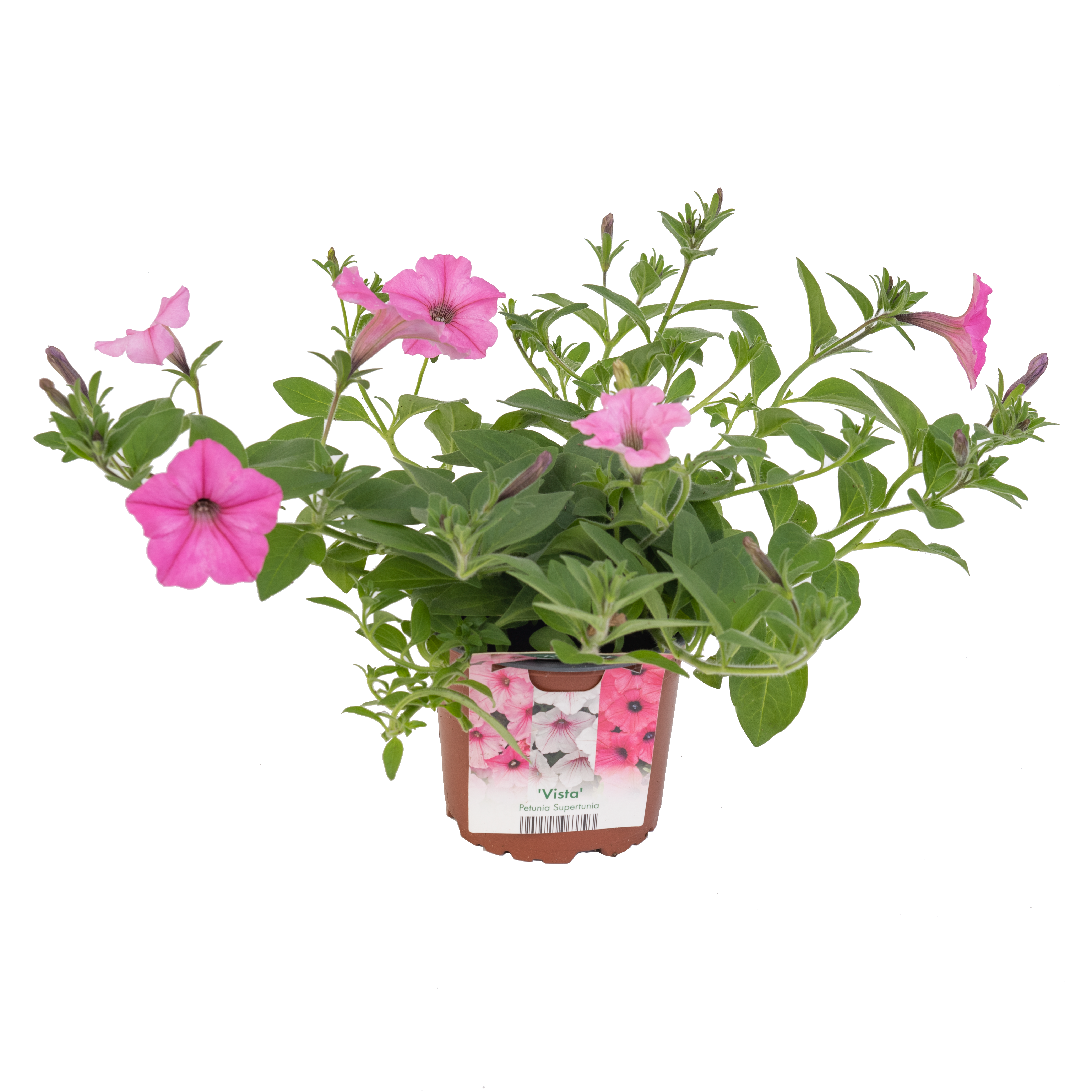 Petunia Super Vista 30 cm