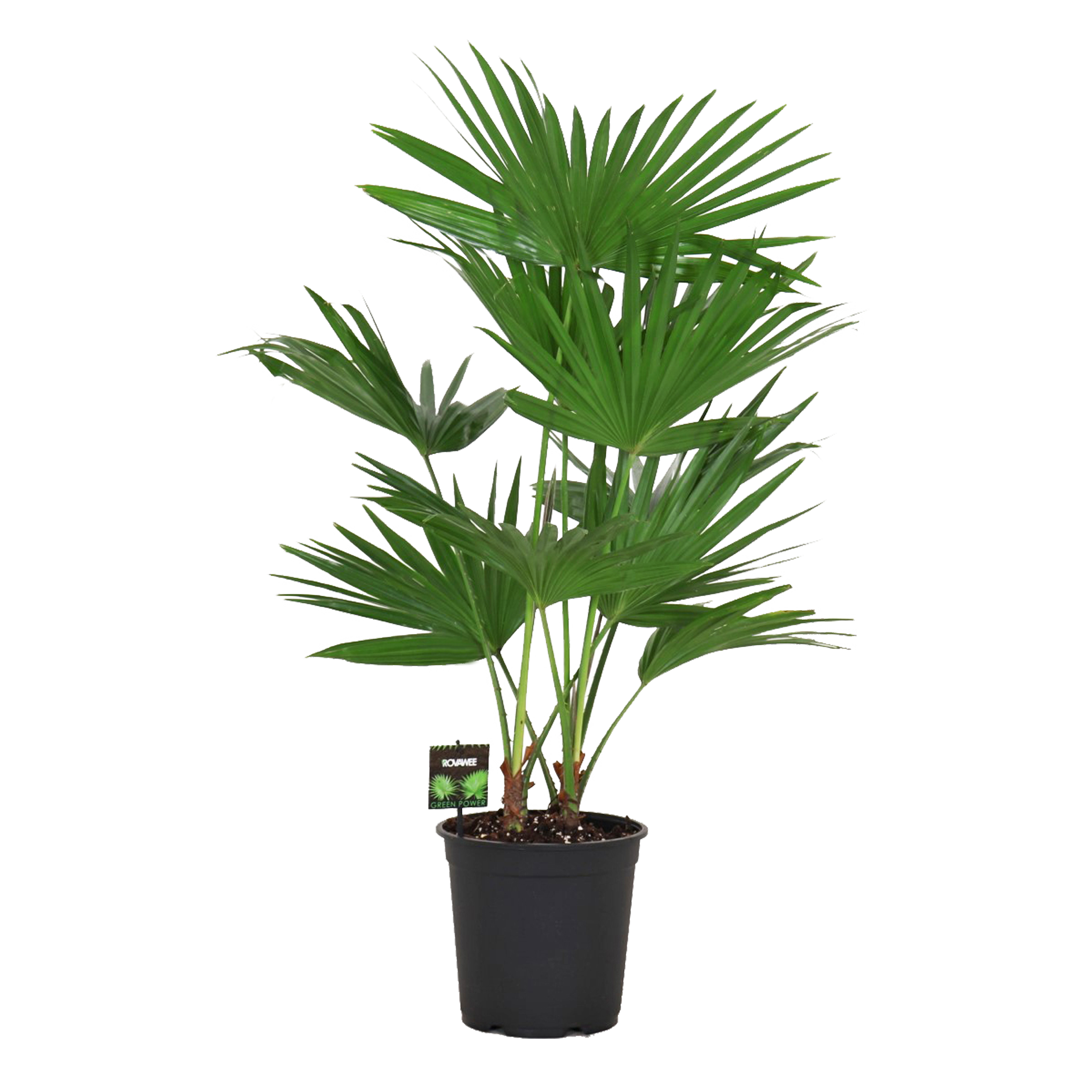 Liwistona Rotundifolia 65 cm