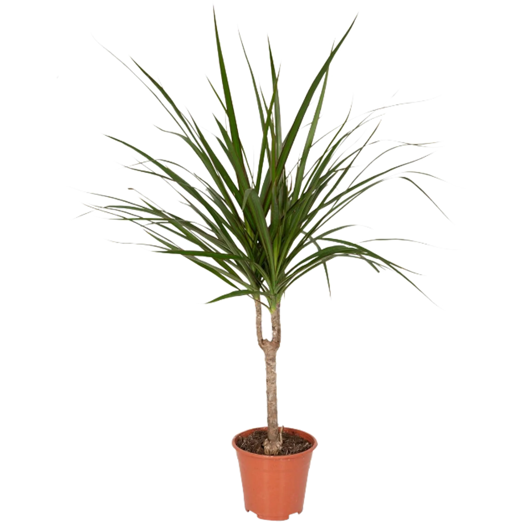 Dracena obrzeżona 60-70 cm