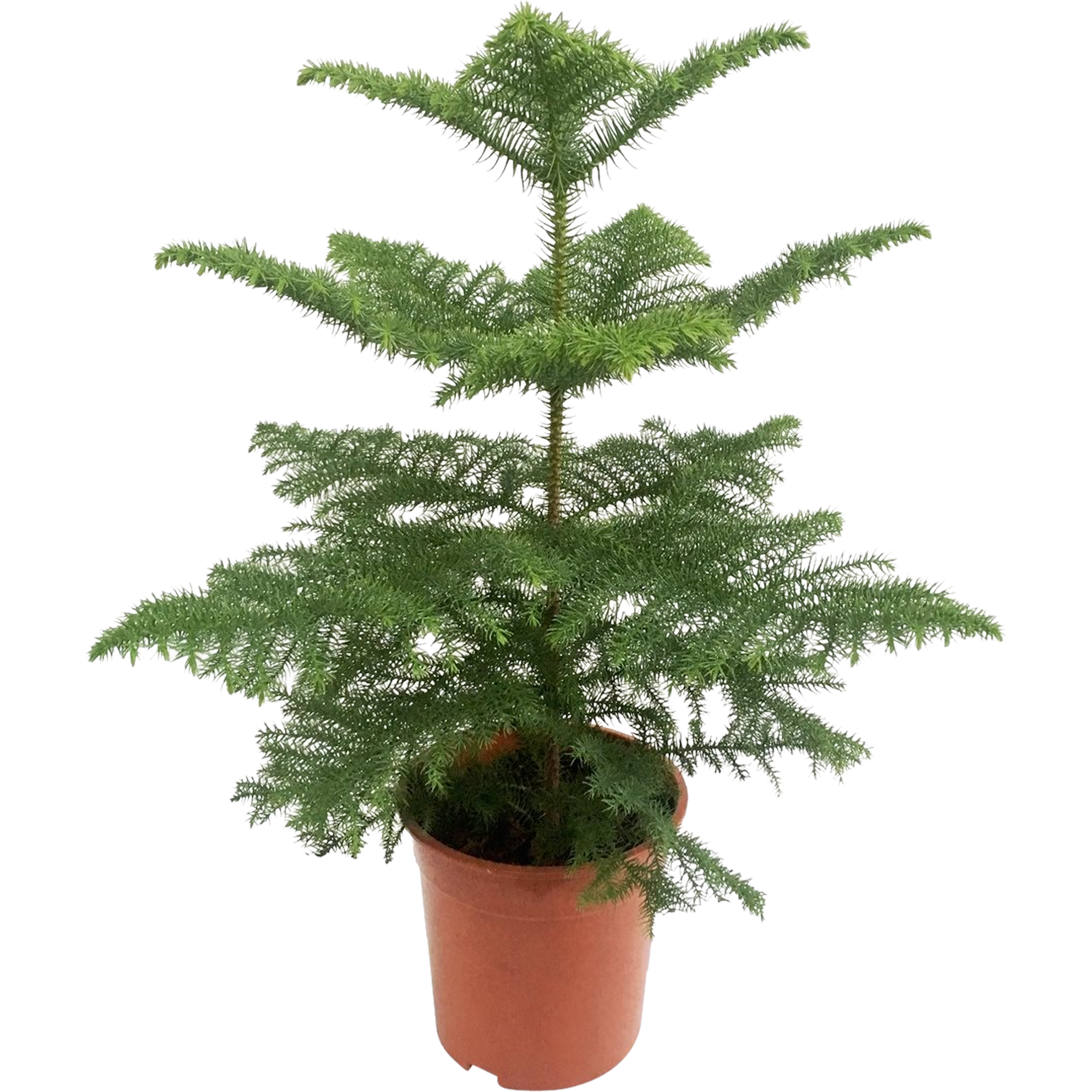 Araukaria Heterophylla 48-55 cm