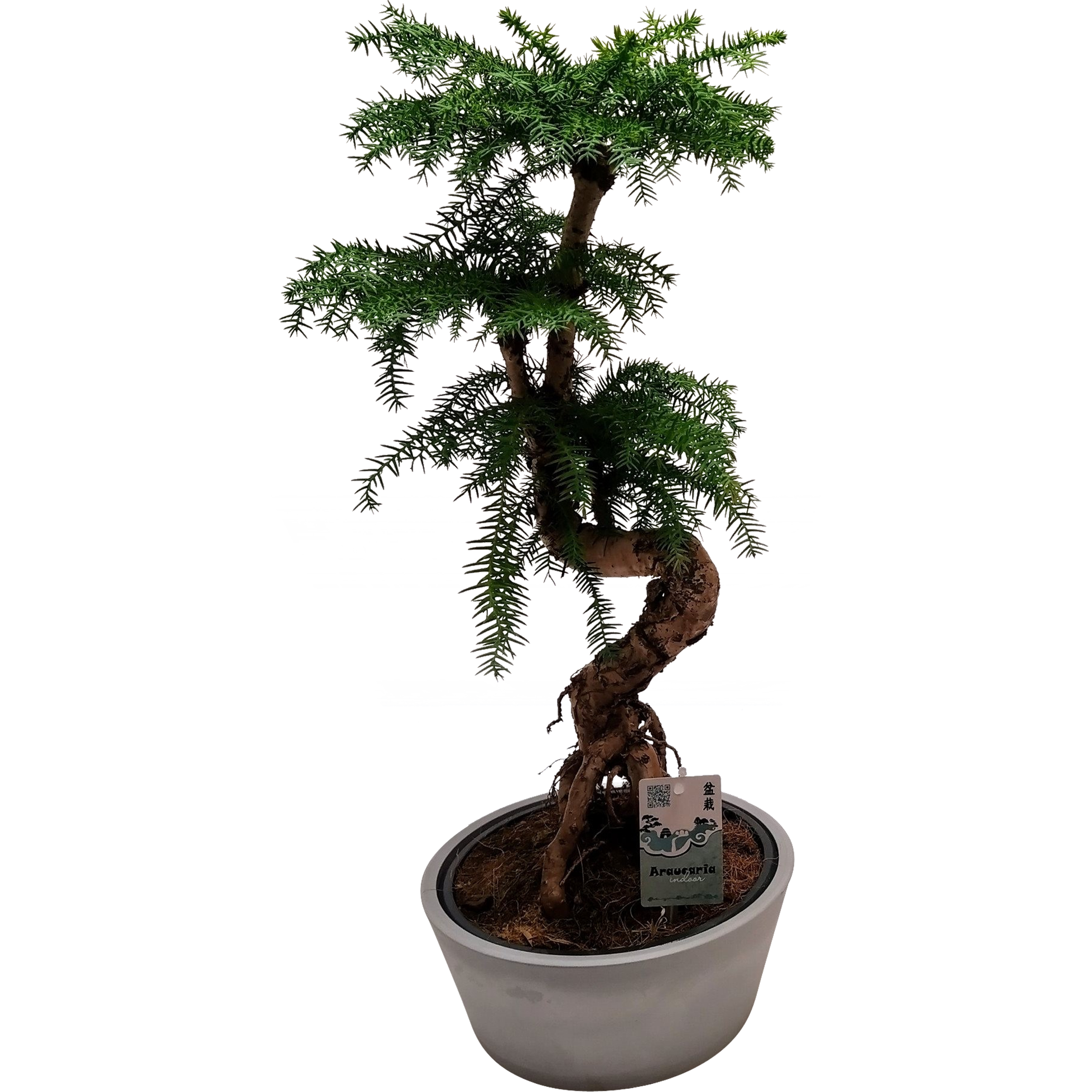 Araukaria Cunningham Bonsai 65 cm