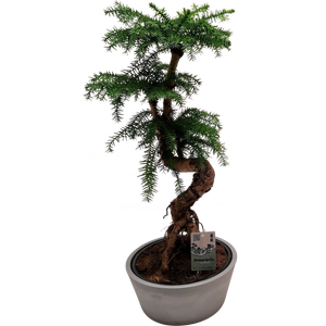 smart bonsai qi Mastering Shohin Juniper Bonsai: From Cutting to Show Tree – Bonsaify main image 0