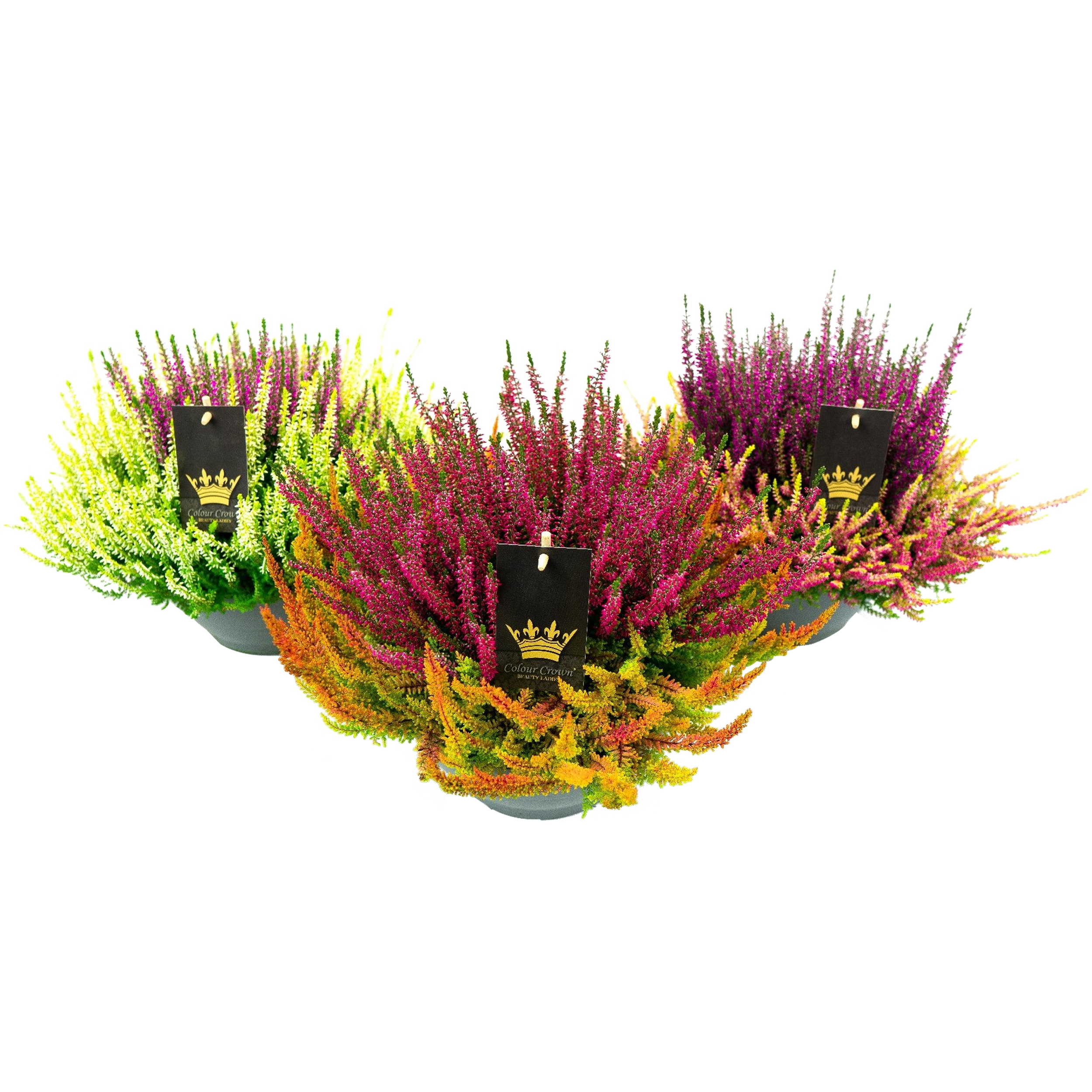 Wrzos Colour Crown 32-35 cm