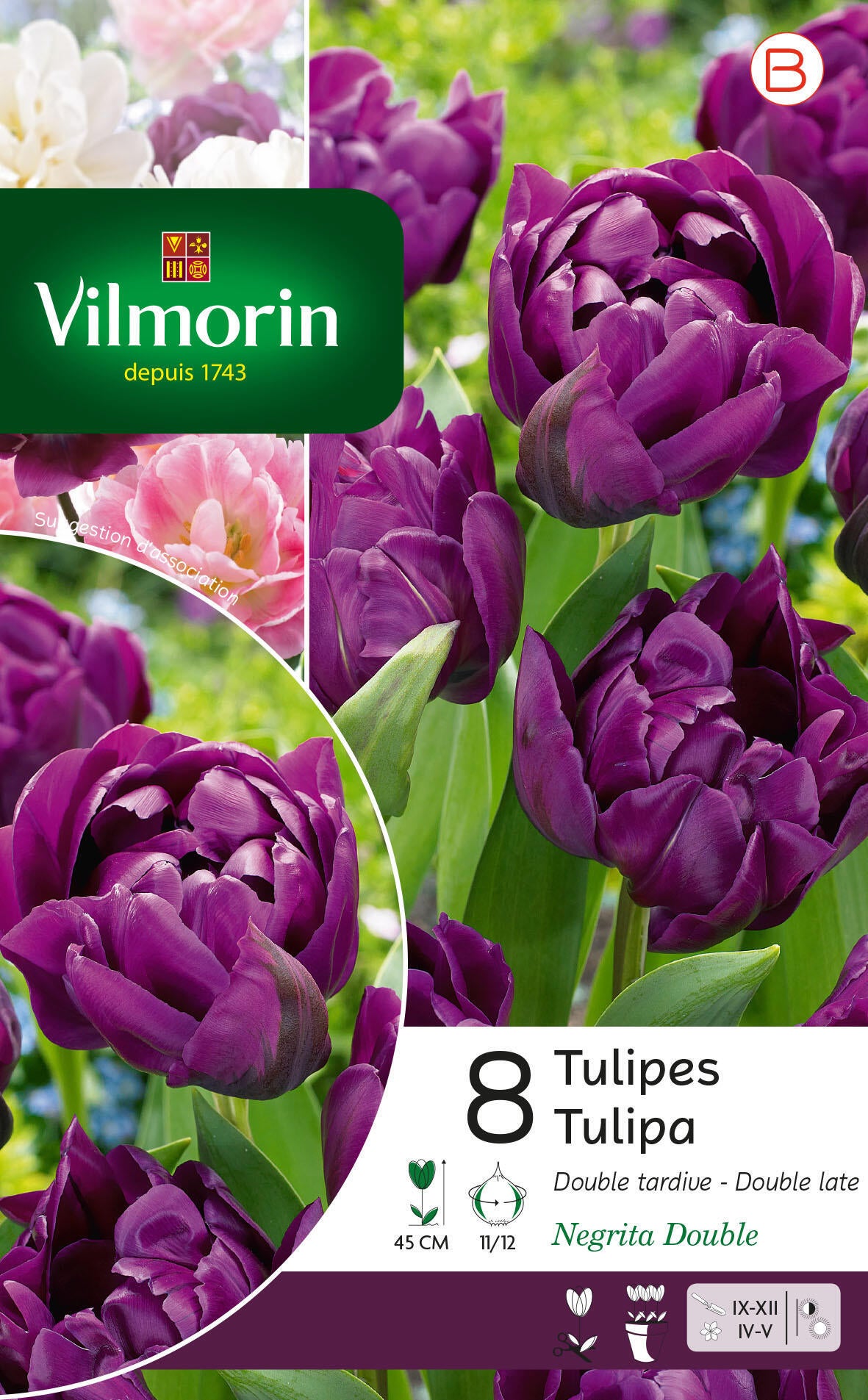 8 bulbe florale tulipa negrita double violet | Leroy Merlin