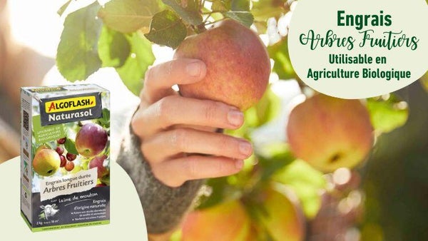 De la laine de mouton pour de bêêêêlles récoltes !