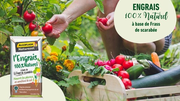 Entretien des outils de jardin - ALGOFLASH