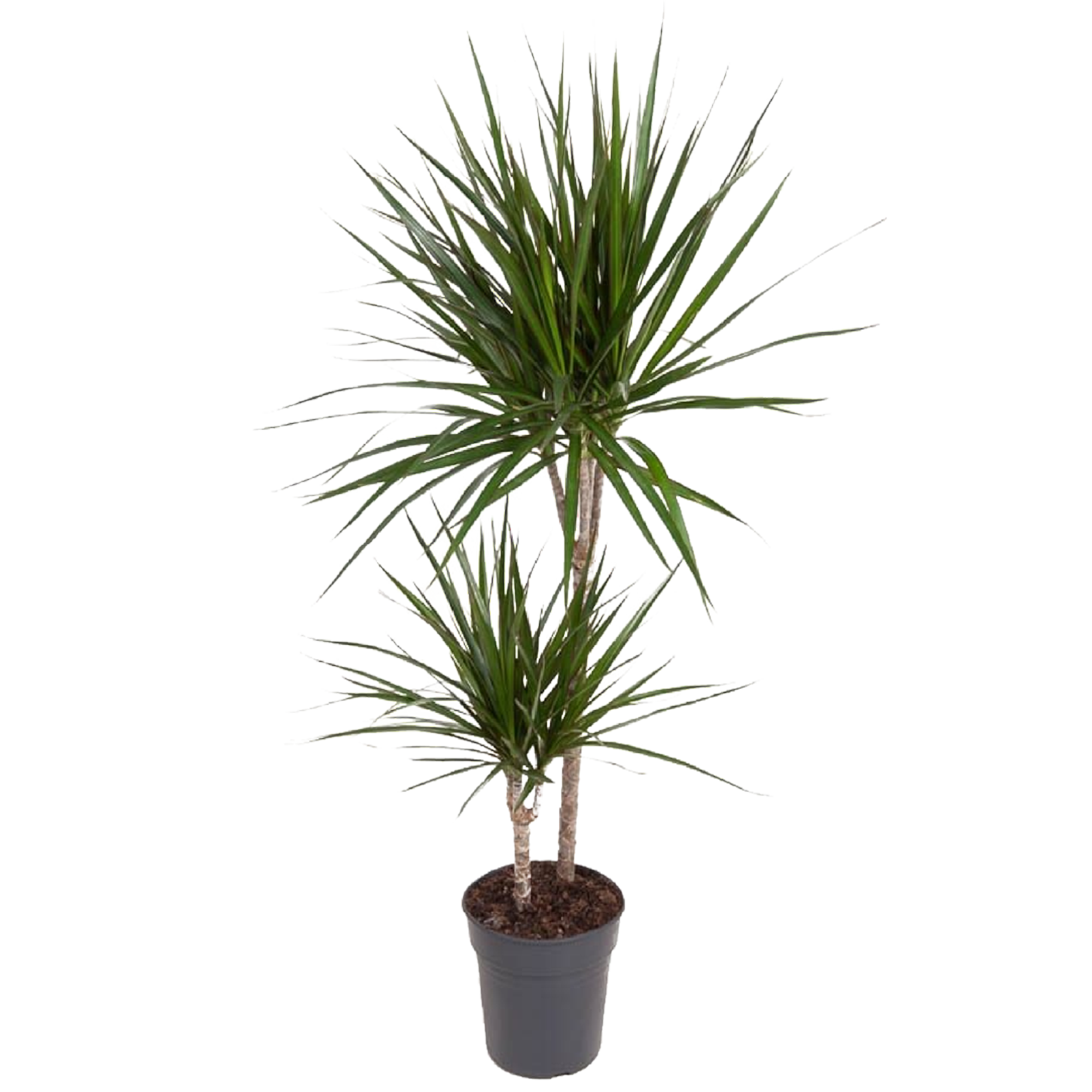 Rośliny zielone mix 60-100 cm