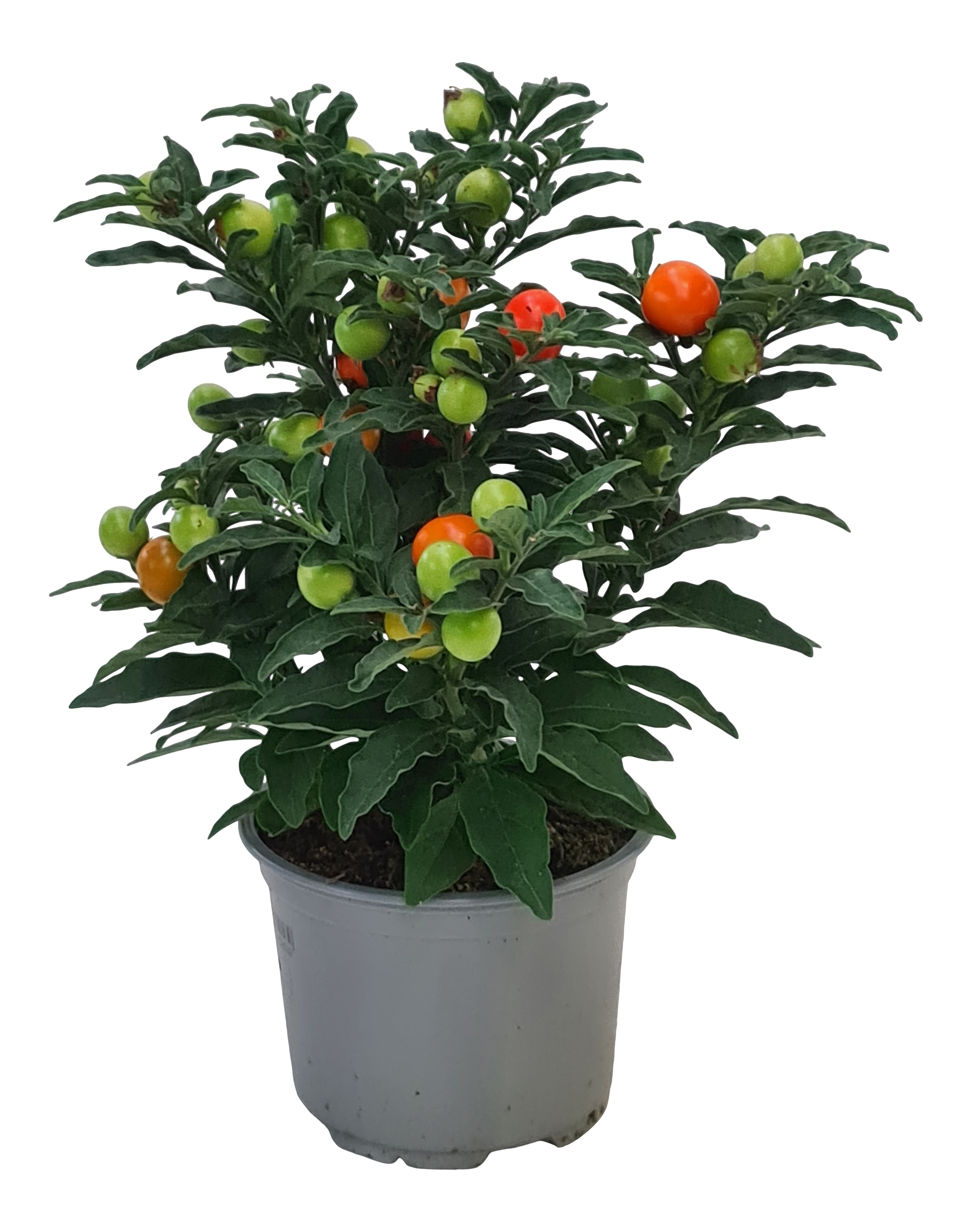 Psianka koralowa 22 cm