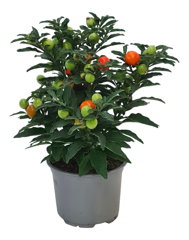 Psianka koralowa 22 cm