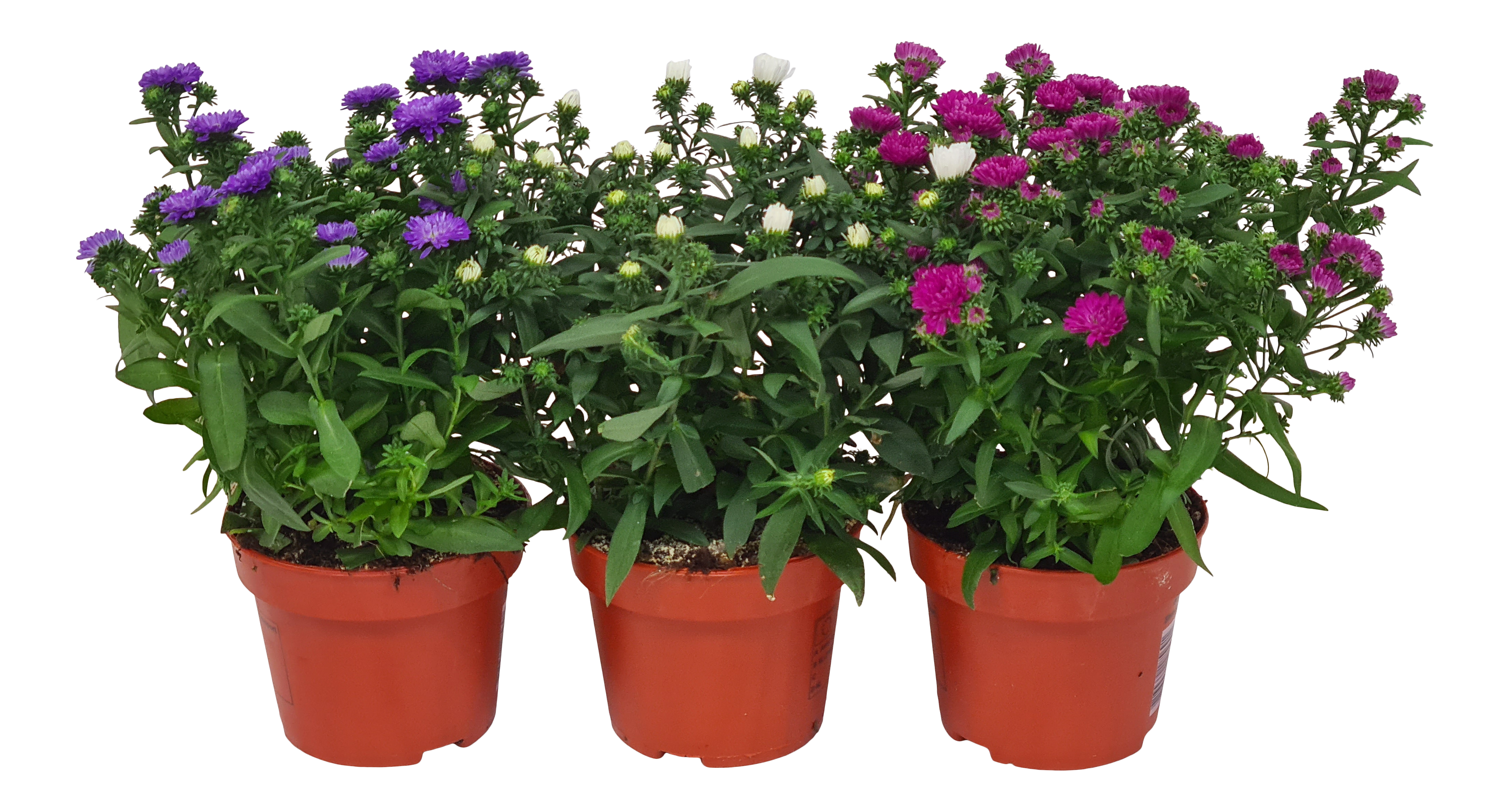 Aster Starletta mix 25 cm