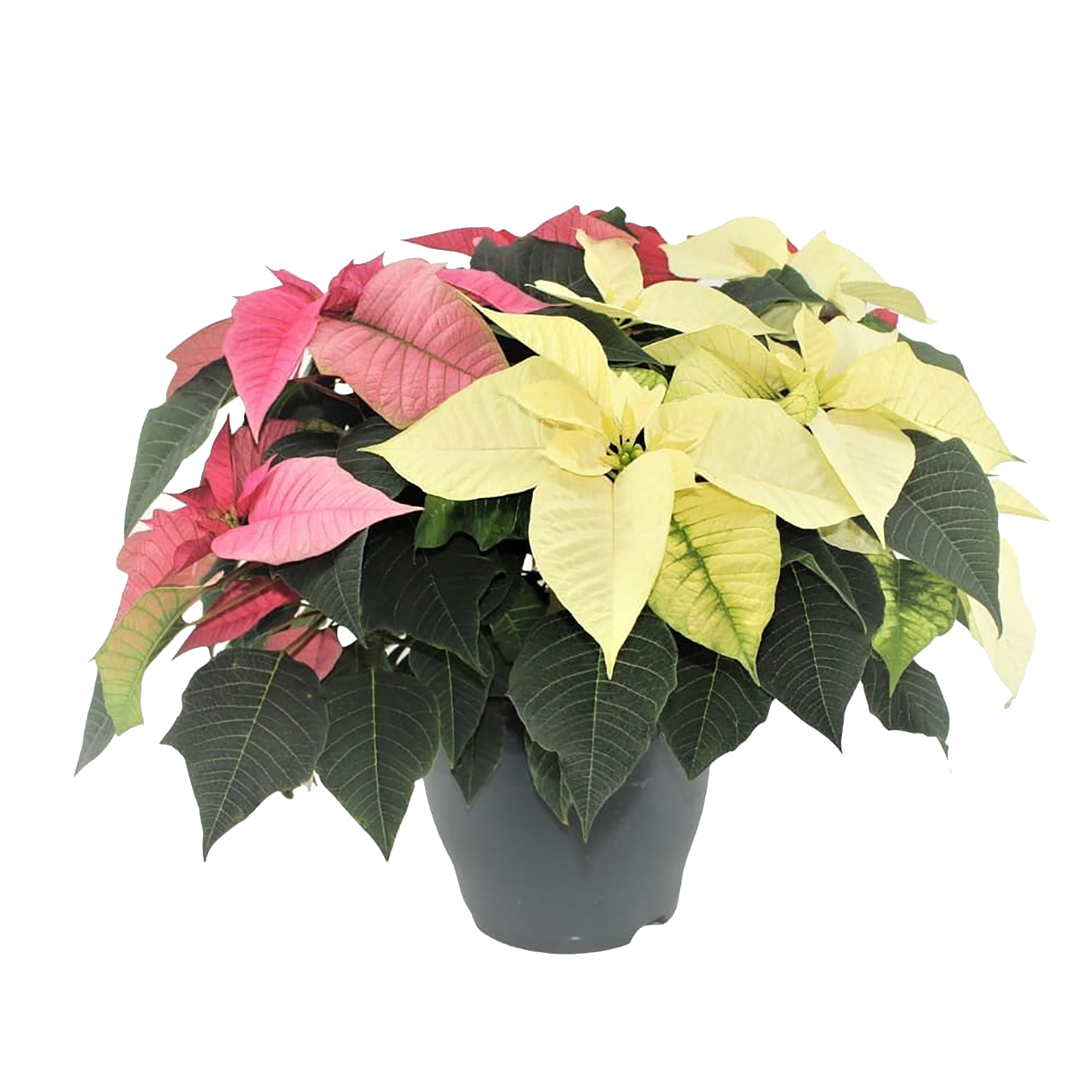 Poinsecja Trójkolorowa 40-45 cm