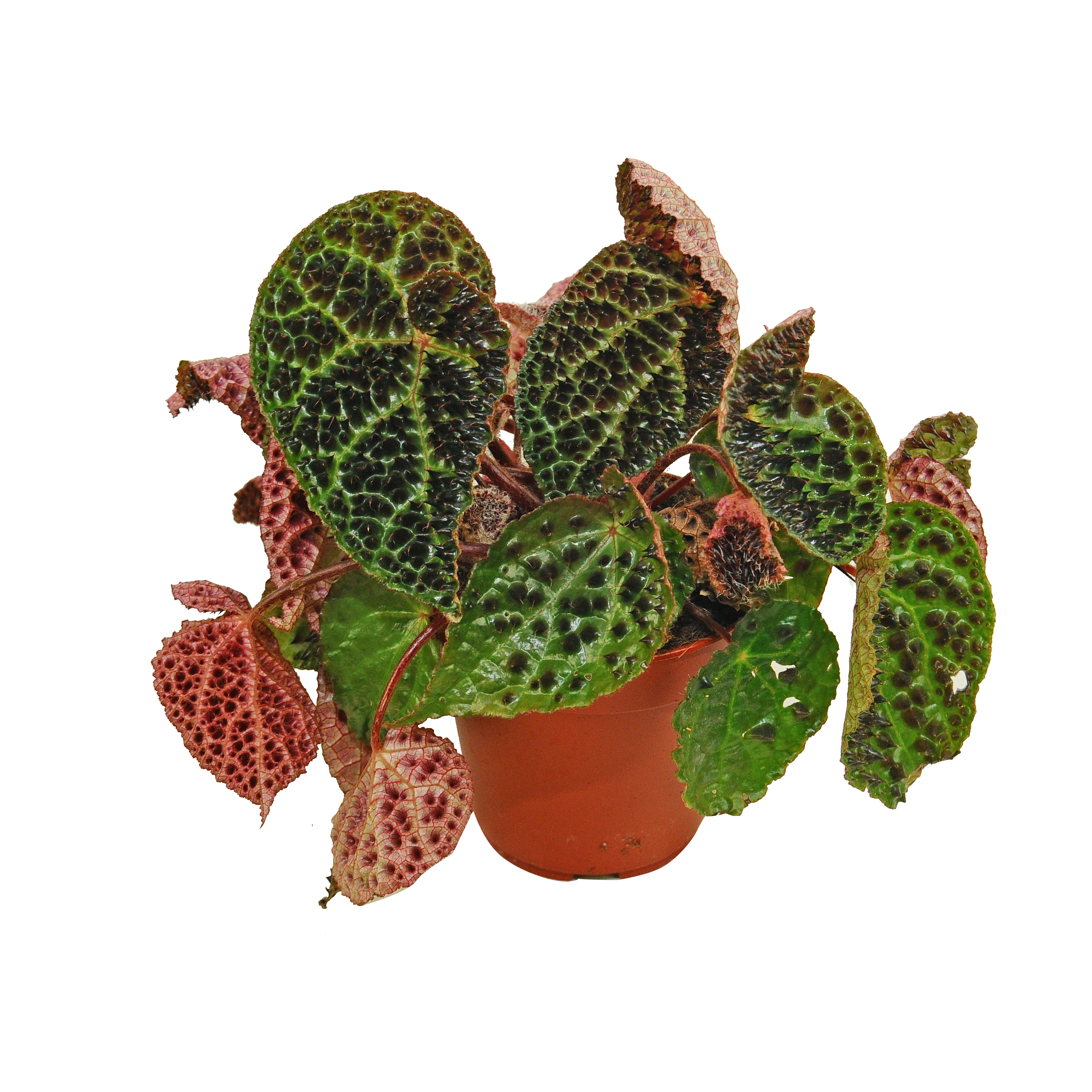 Begonia Ferox 25 cm