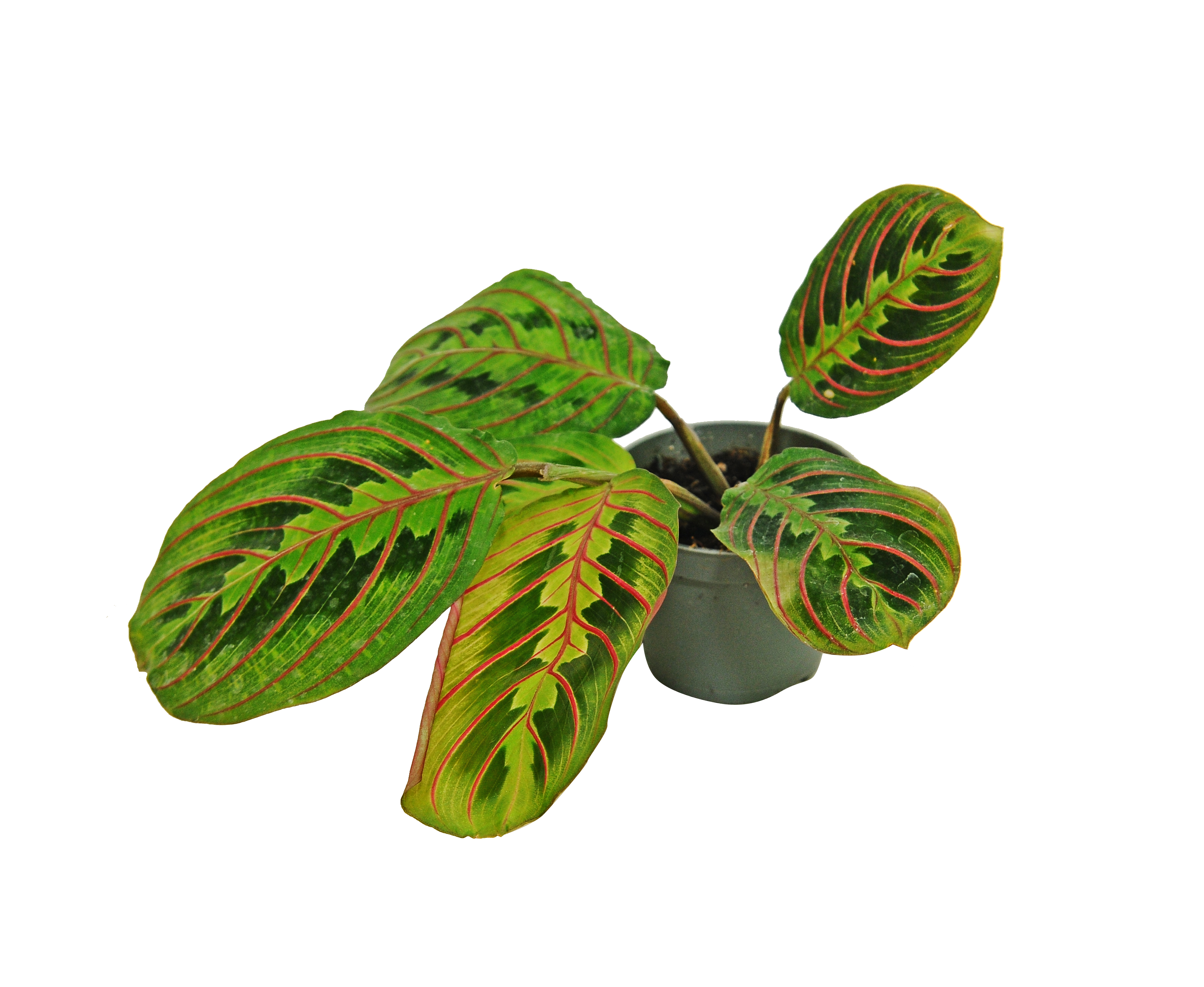 Maranta Leucone Red Stripe 12 cm