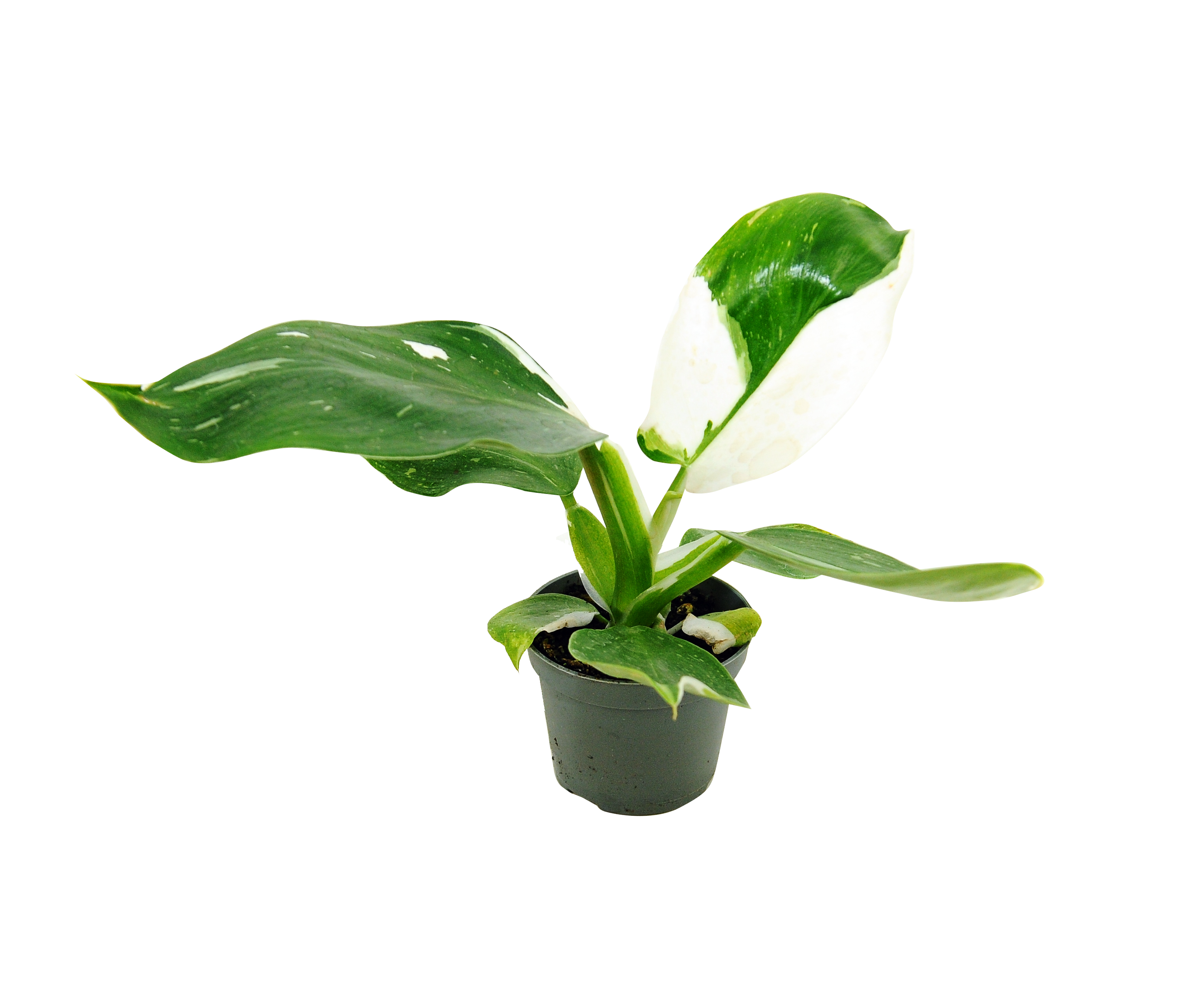 Filodendron White Wizard 10 cm