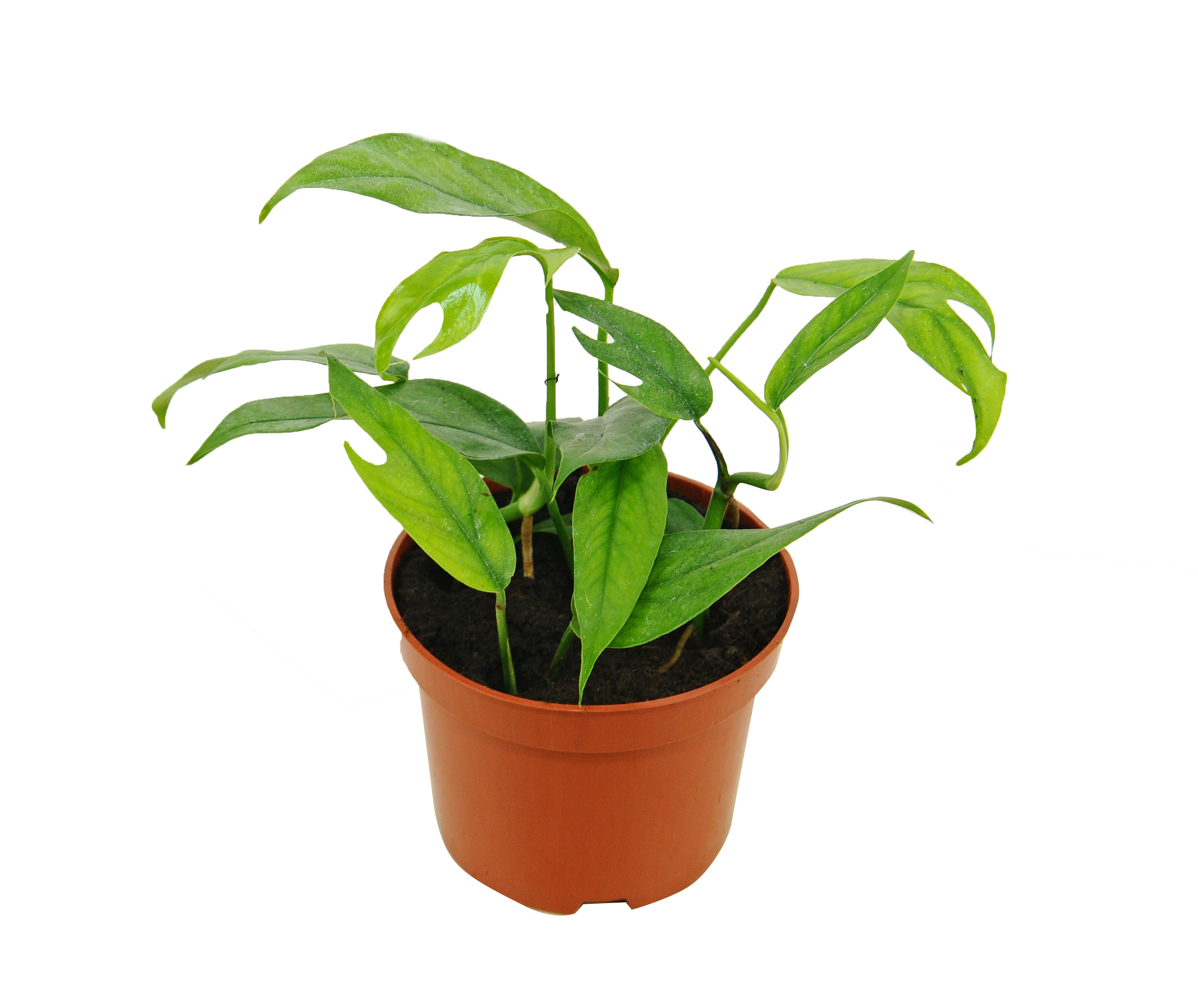 Epipremnum Cebu Blue 15 cm