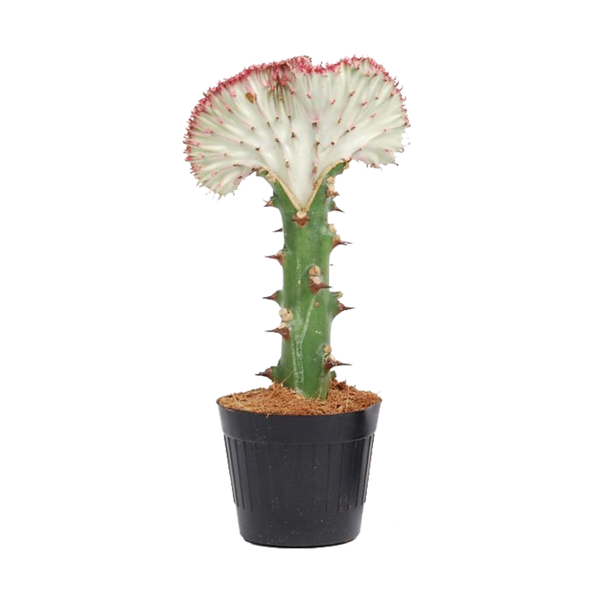 Kaktus mix Euphorbia L. Cristata 30 cm