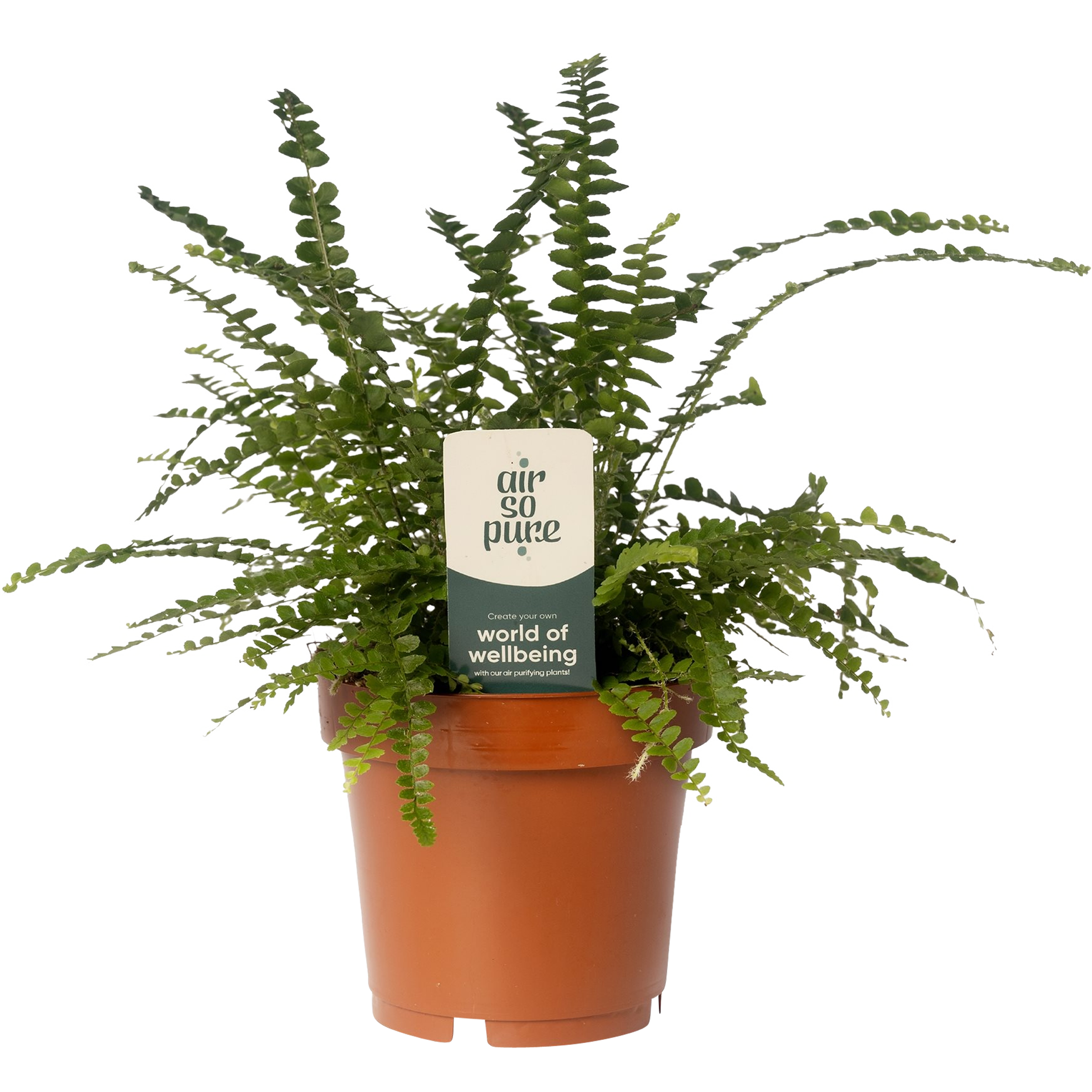 Green Houseplant 30-45 cm