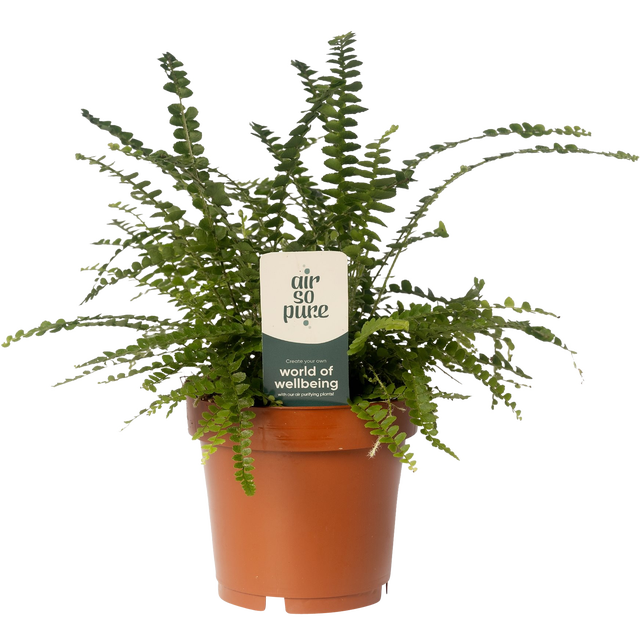 Green Houseplant 30-45 cm