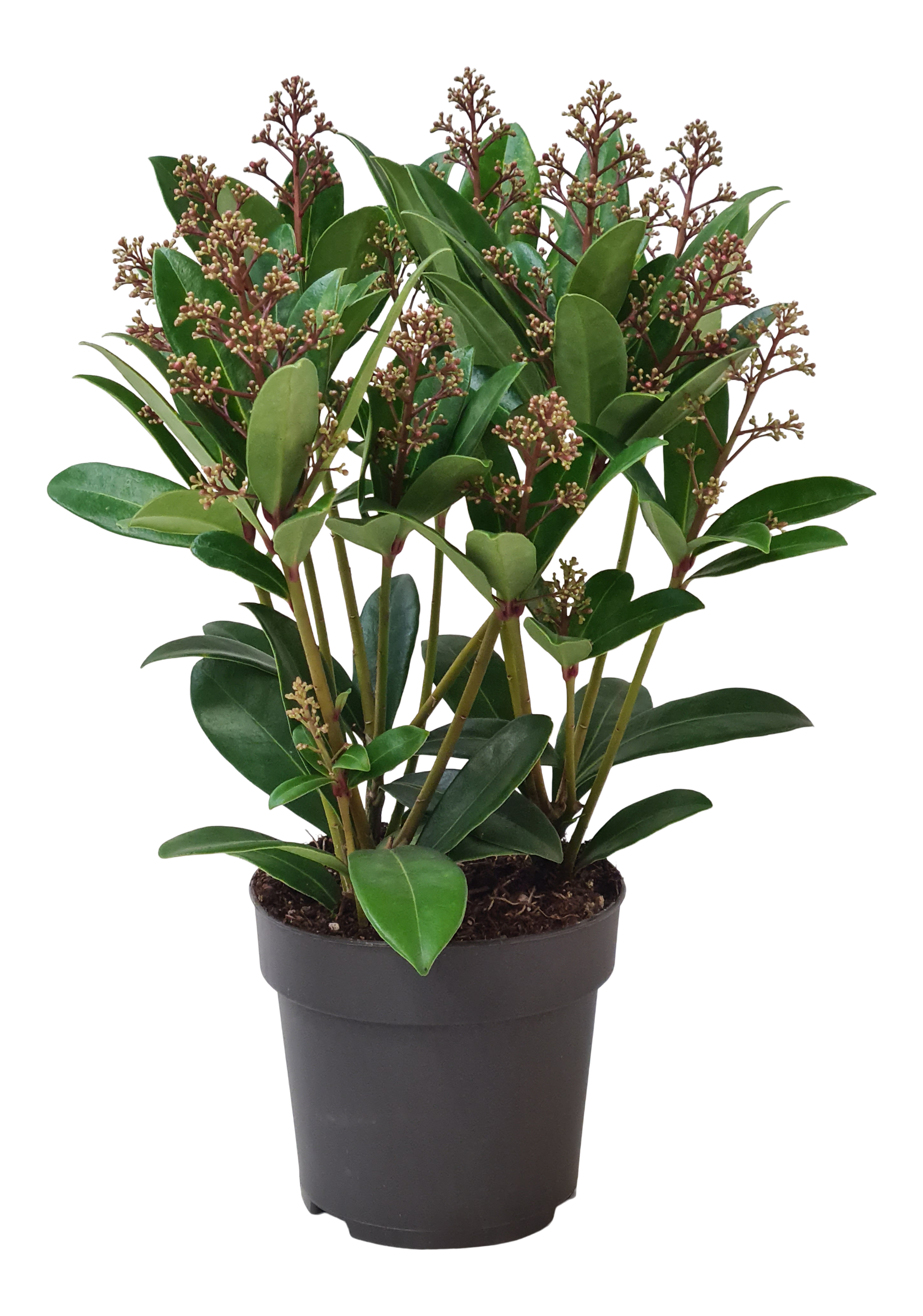 Skimia japońska Rubella 25 cm