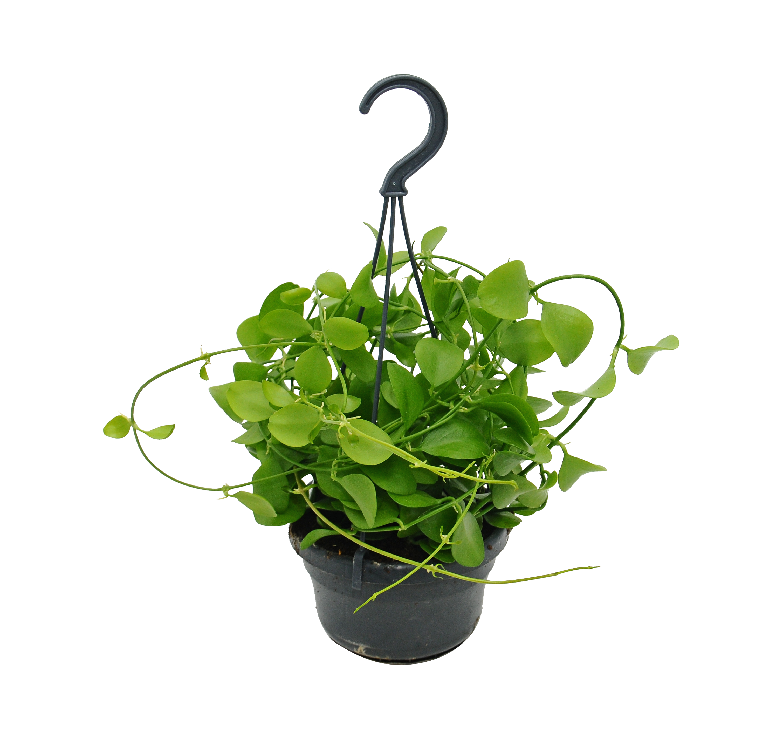 Rośliny zielone wiszące II mix 30 cm