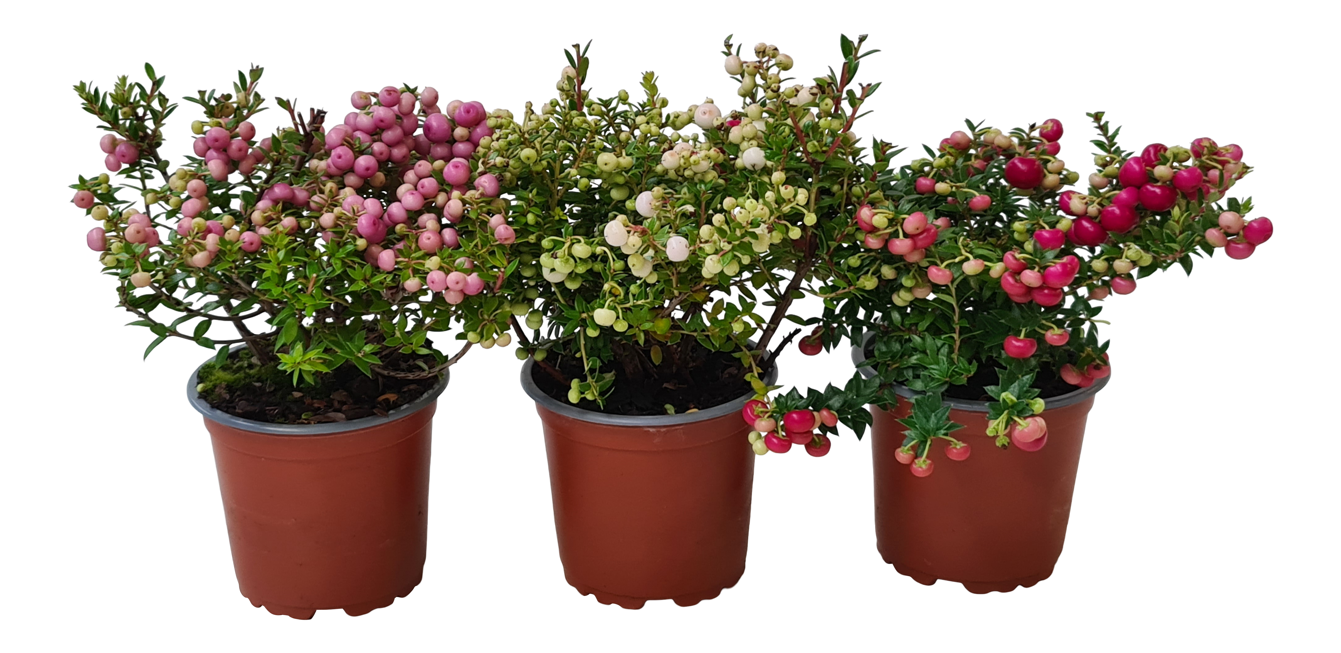 Golteria Chilijska mix 15 cm