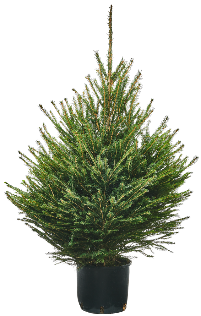 Świerk pospolity ukorzeniony strzyżony 80-100 cm choinka żywa w donicy