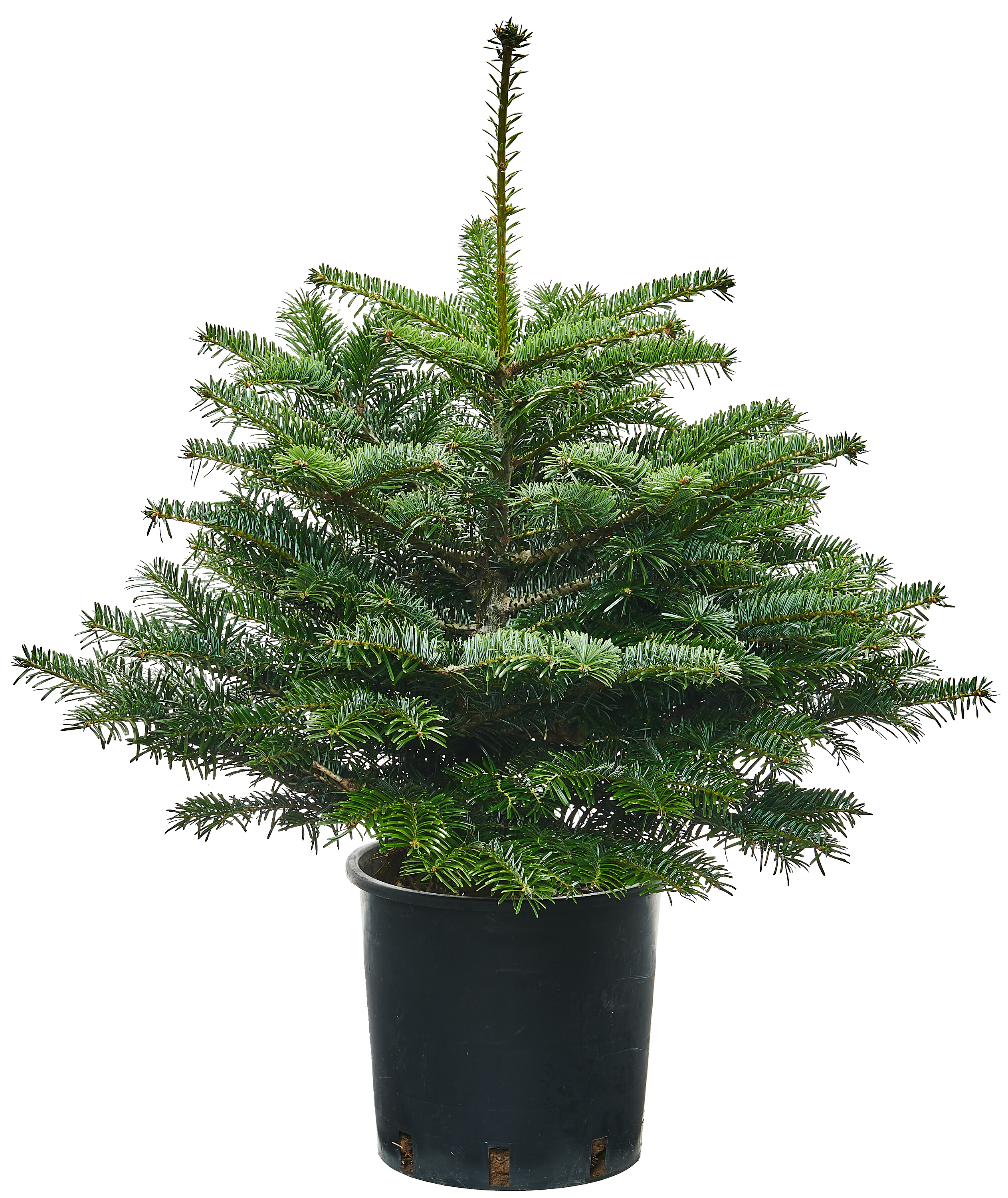 Jodła kaukaska ukorzeniona 40-60 cm choinka żywa w donicy