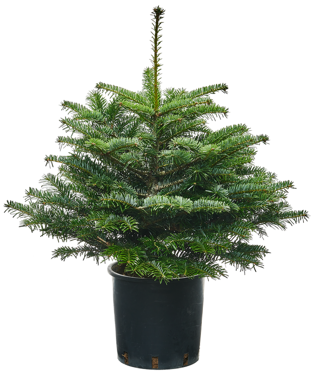 Jodła kaukaska ukorzeniona 40-60 cm choinka żywa w donicy