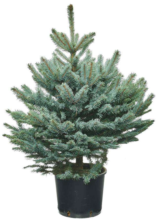 Świerk srebrny ukorzeniony 60-80 cm choinka żywa w donicy