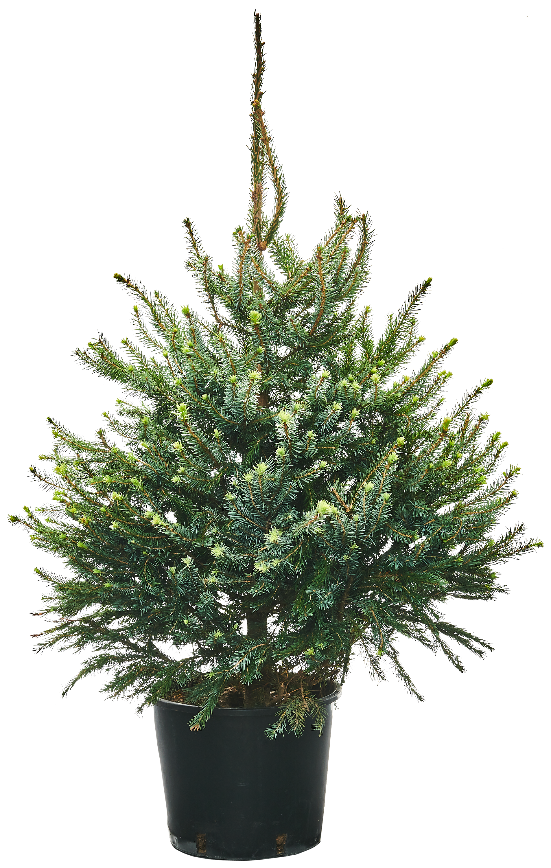 Świerk Omorika ukorzeniony 60-80 cm choinka żywa w donicy
