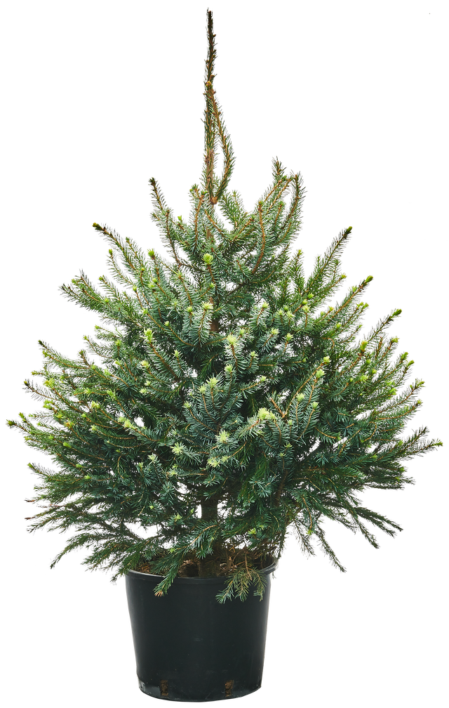 Świerk Omorika ukorzeniony 60-80 cm choinka żywa w donicy