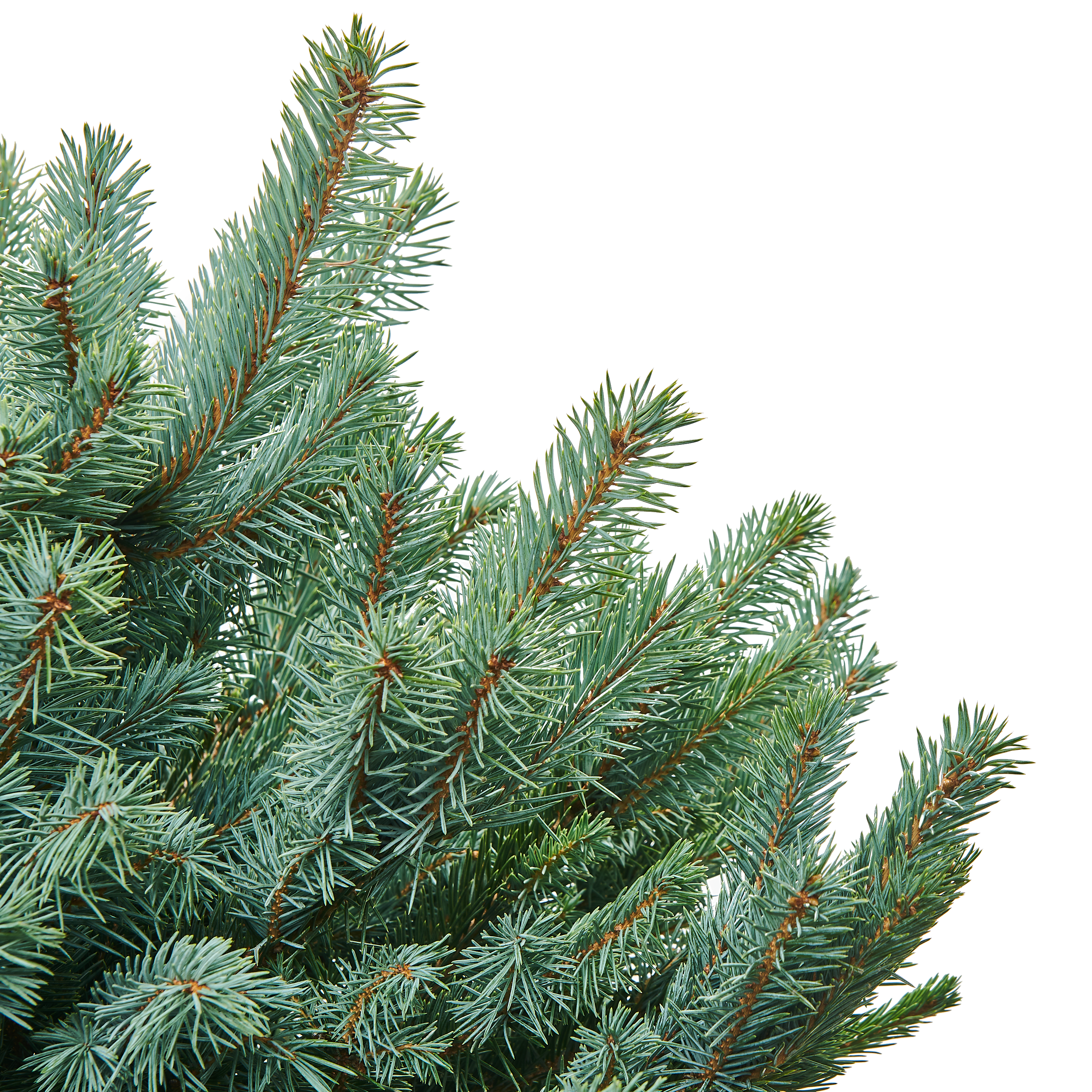 Świerk srebrny ukorzeniony 60-80 cm choinka żywa w donicy - 3