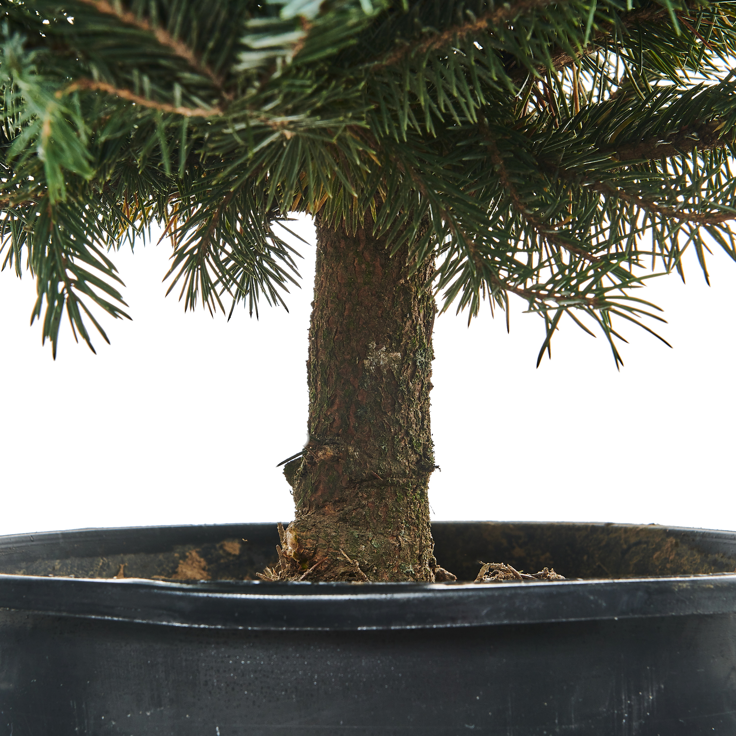 Świerk srebrny ukorzeniony 60-80 cm choinka żywa w donicy - 2