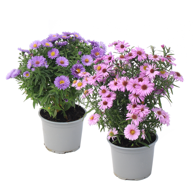 Aster mix 20-30 cm