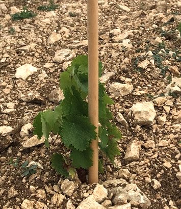 Tuteur bois droit H.1.8 m