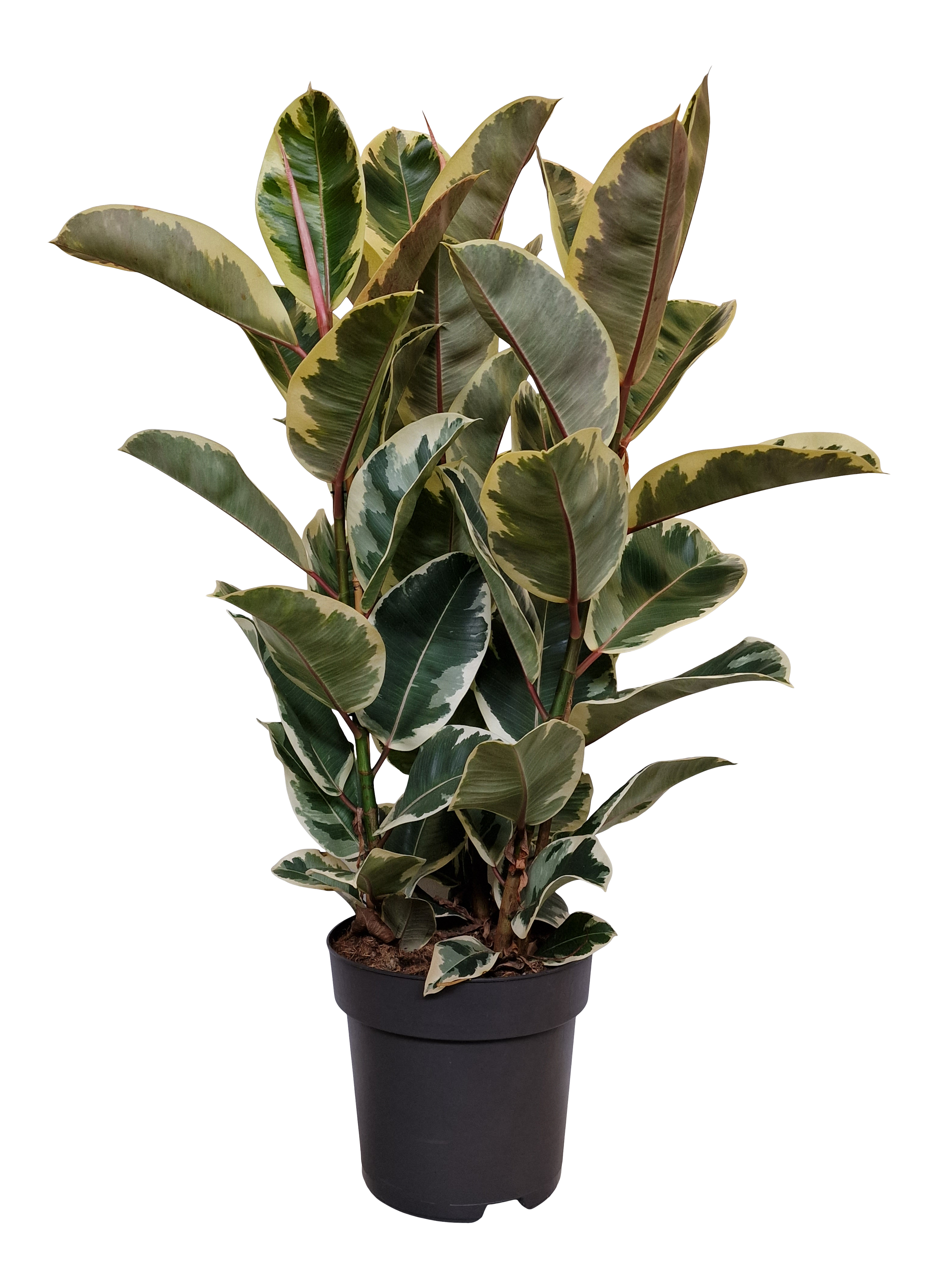 Fikus mix 85 cm