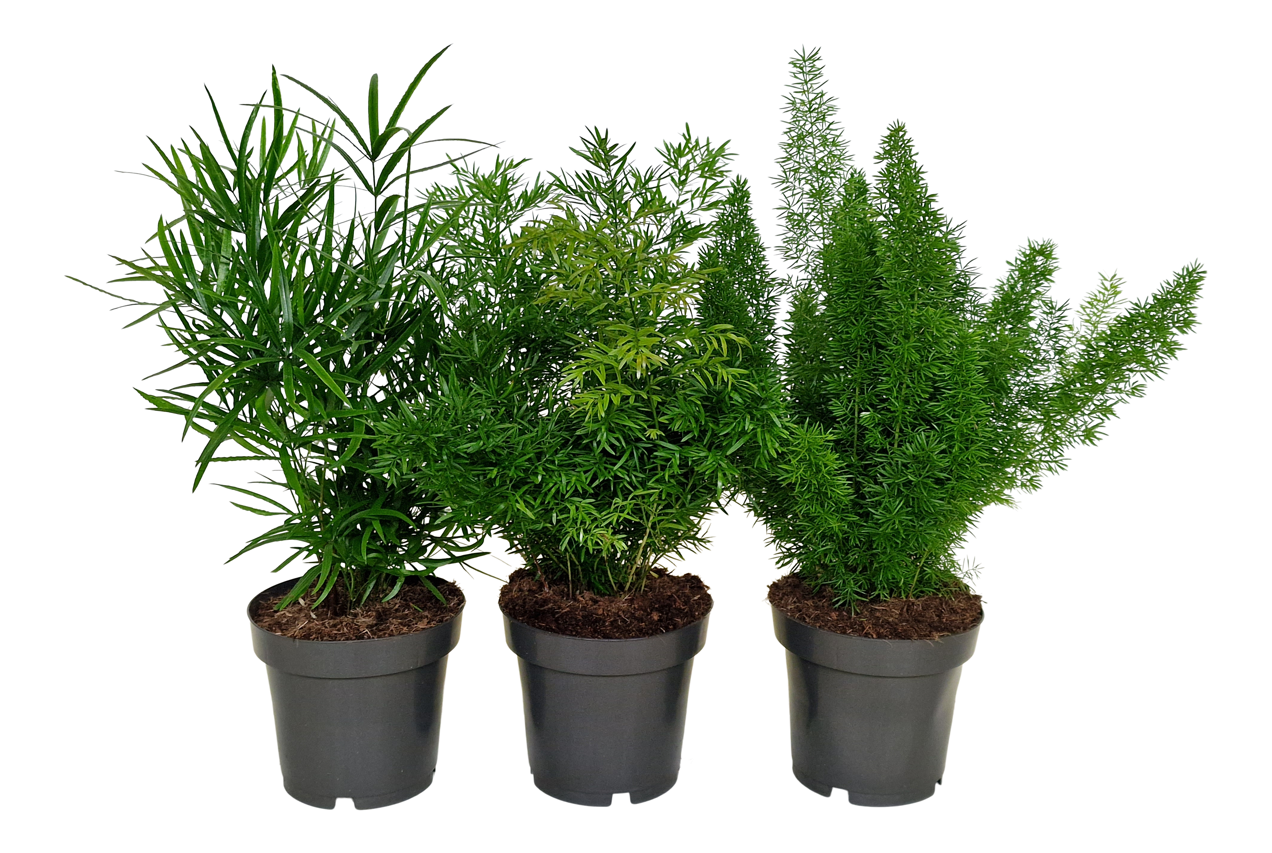Asparagus mix 30 cm