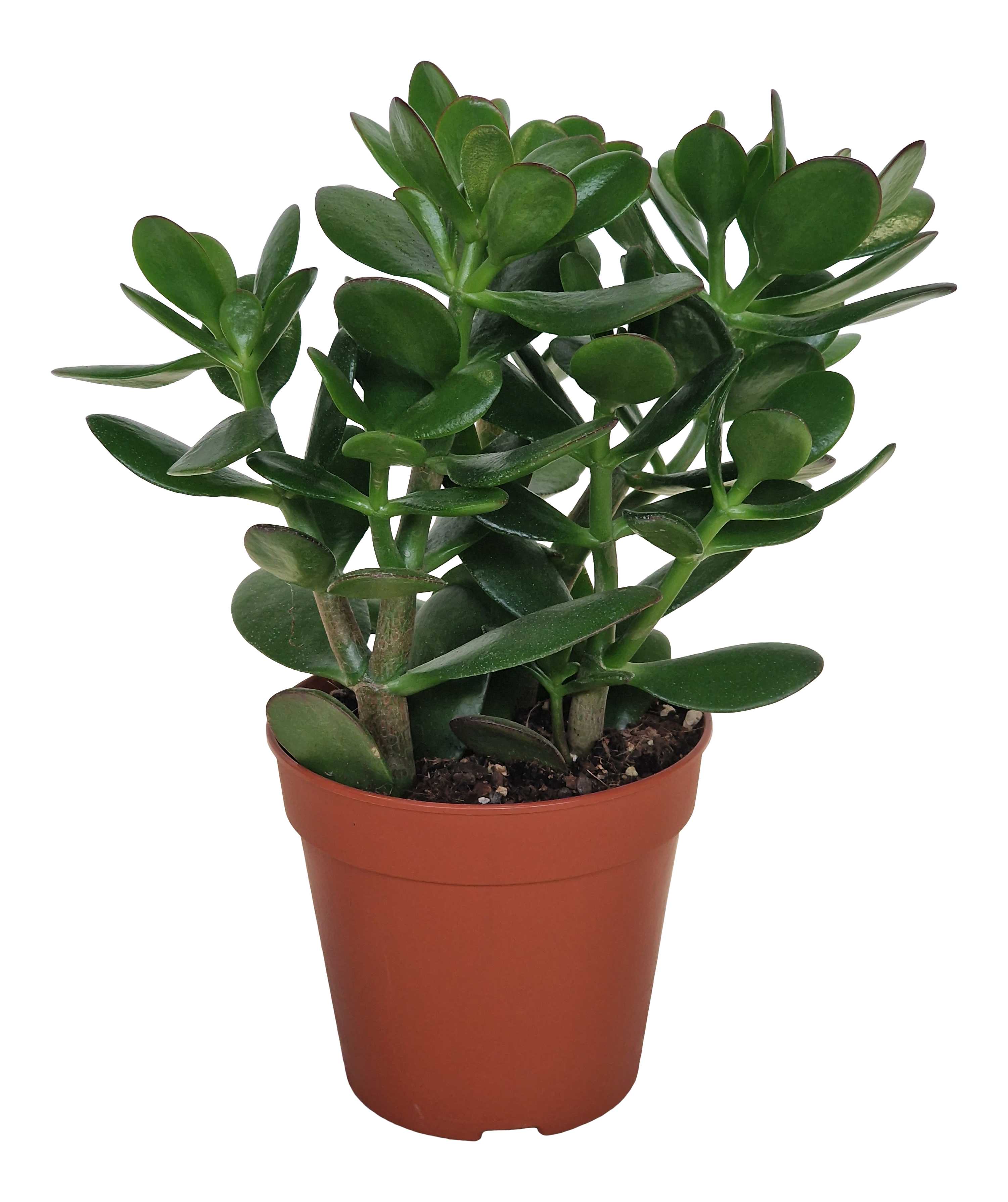Grubosz Ovata 17 cm