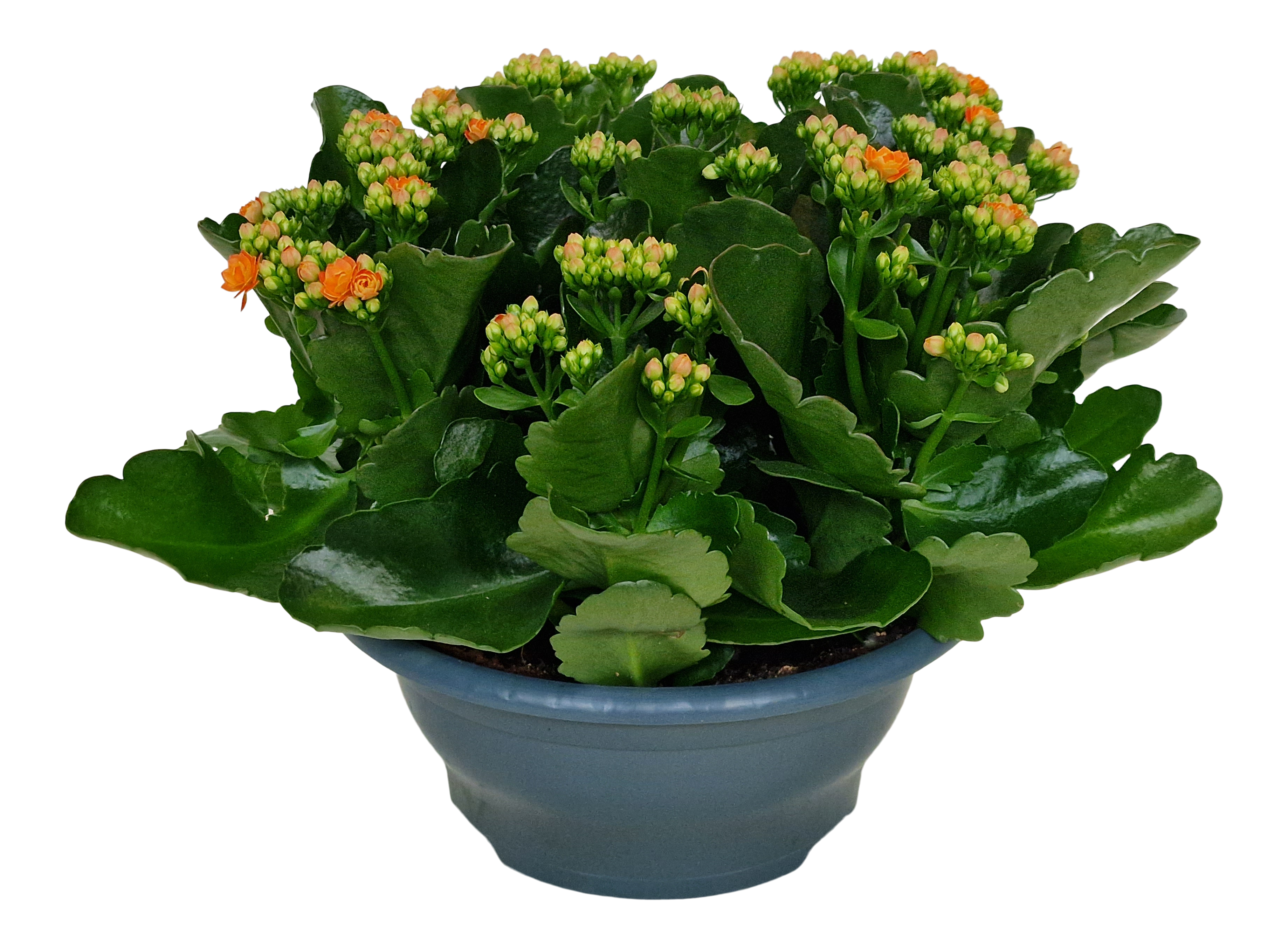 Żyworódka Kalanchoe Sumo Orange 28 cm