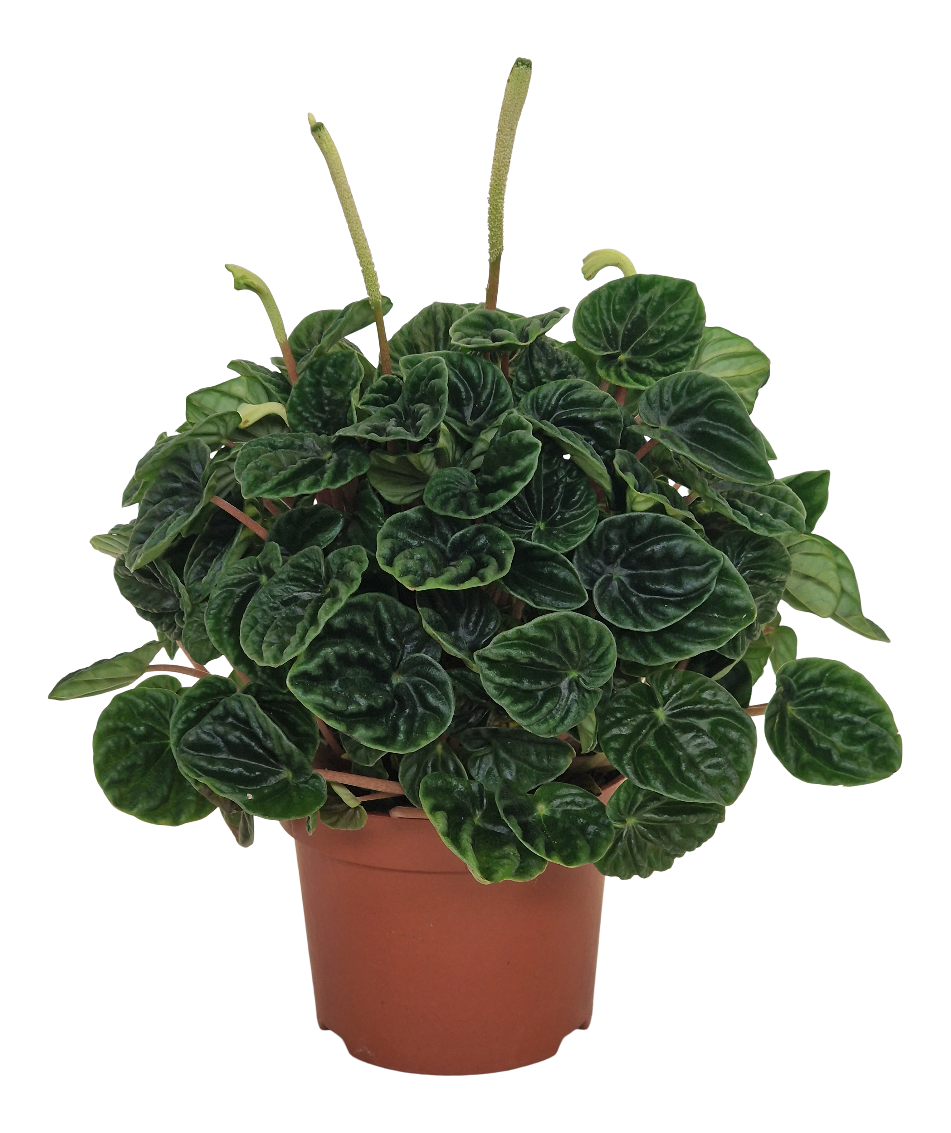 Peperomia Lilian 30 cm