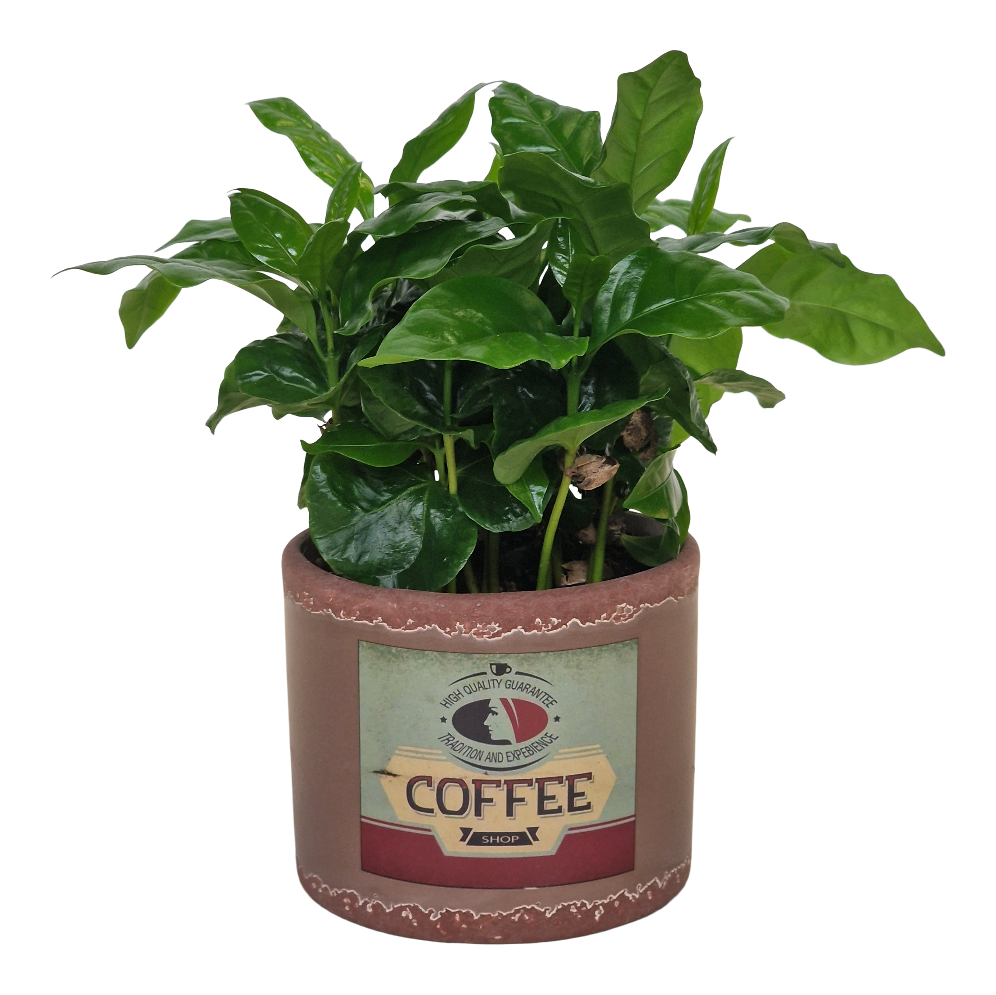 Kawa Coffea Arabica 20 cm