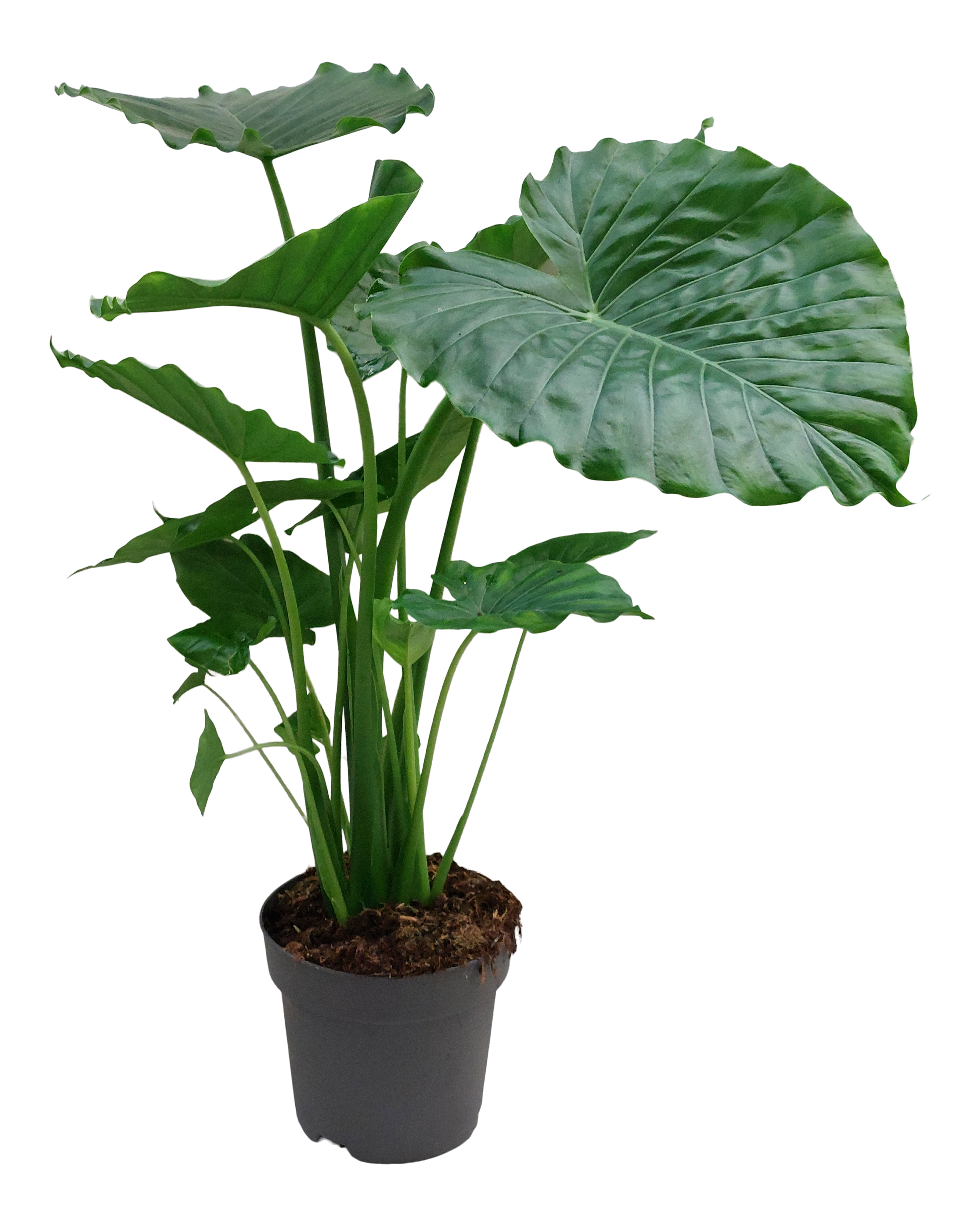 Alokazja Gageana California 80 cm