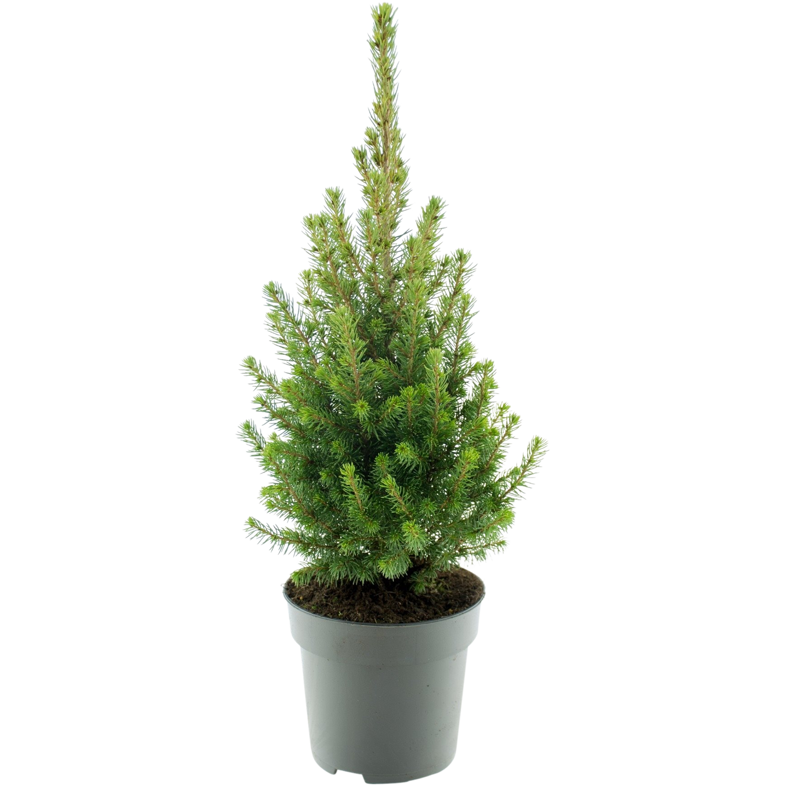 Świerk biały Conica 60 cm