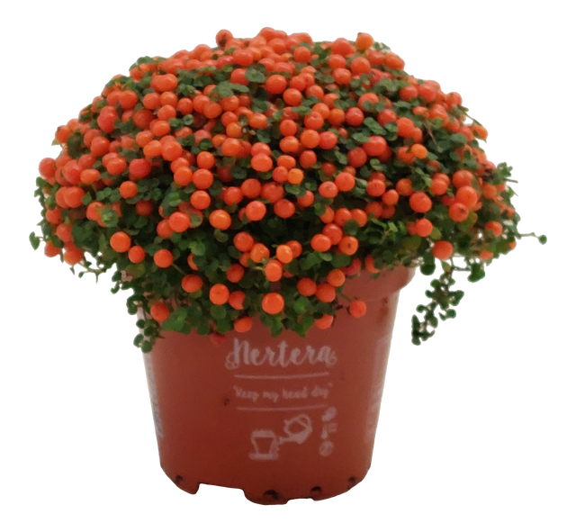 Nertera płożąca 10 cm