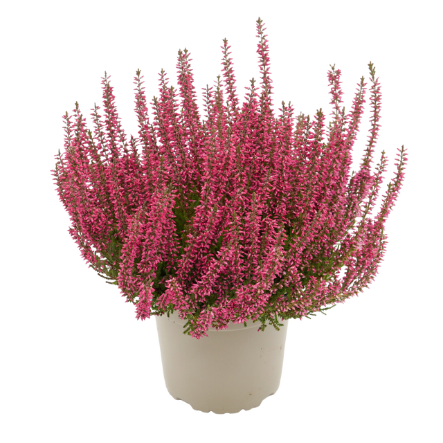 Wrzos pospolity mix 10 cm