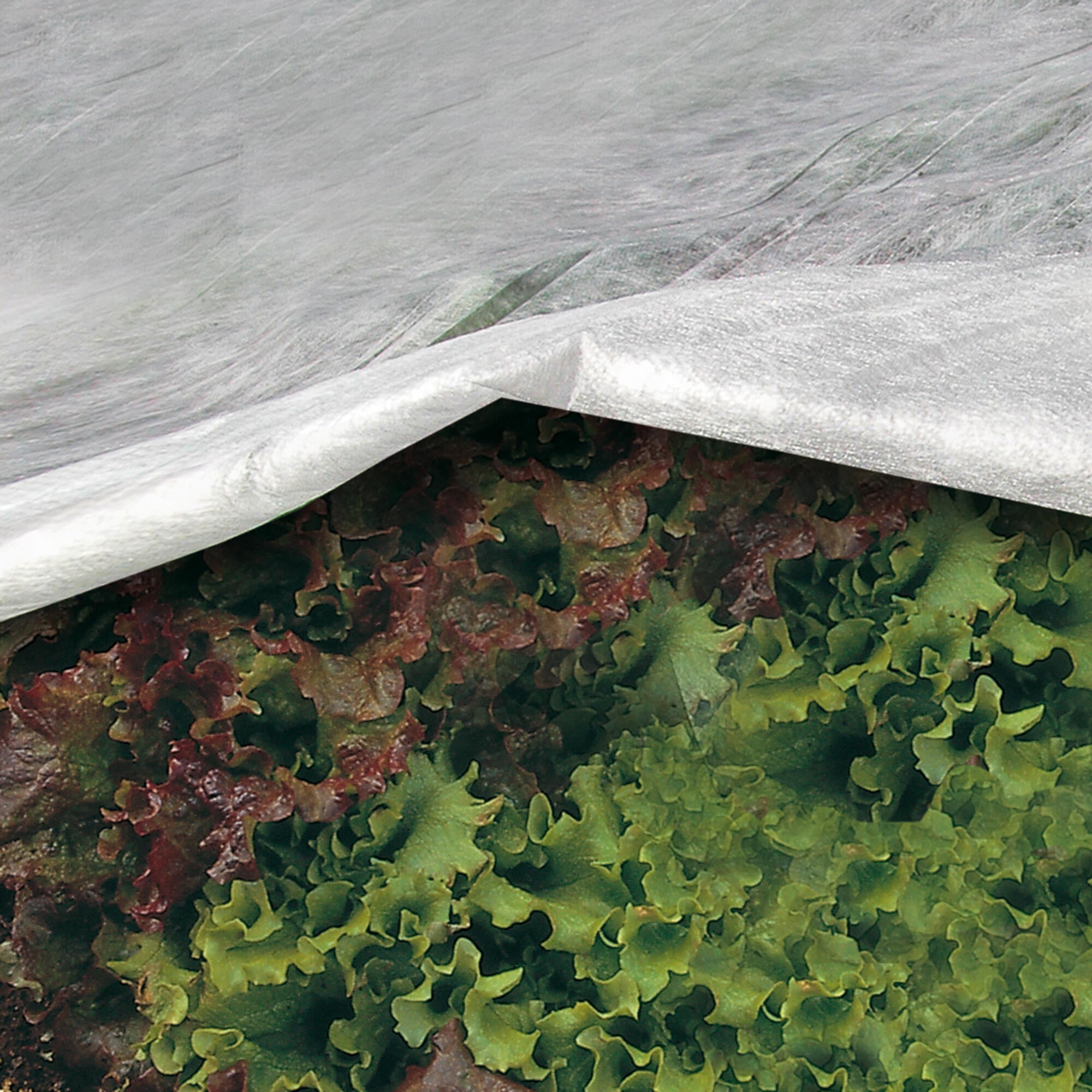 Telo di protezione per colture TENAX Ortoclima Plus 10 x 1.6 m 30 g/m² - 3