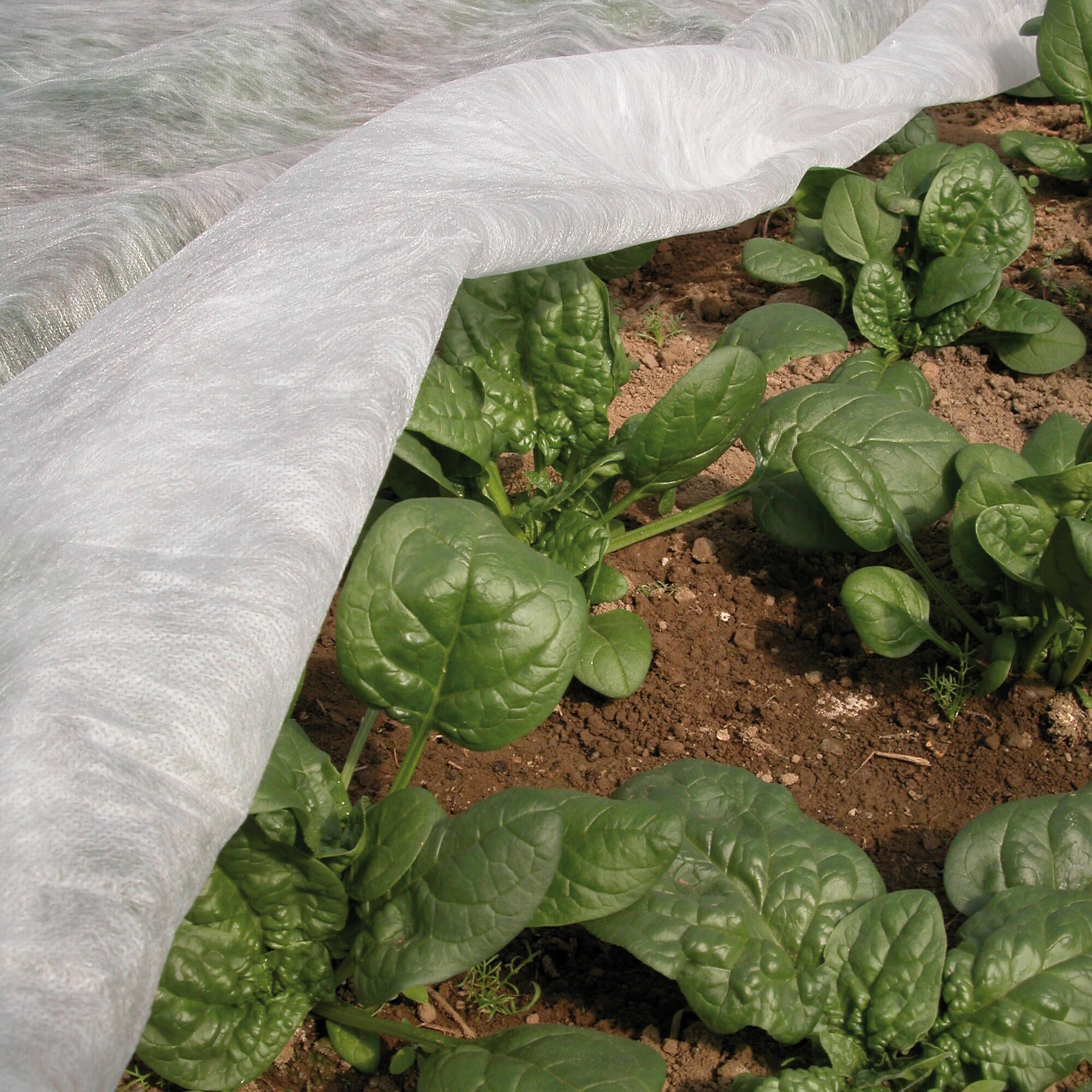 Telo di protezione per colture TENAX Ortoclima Plus 10 x 1.6 m 30 g/m² - 2